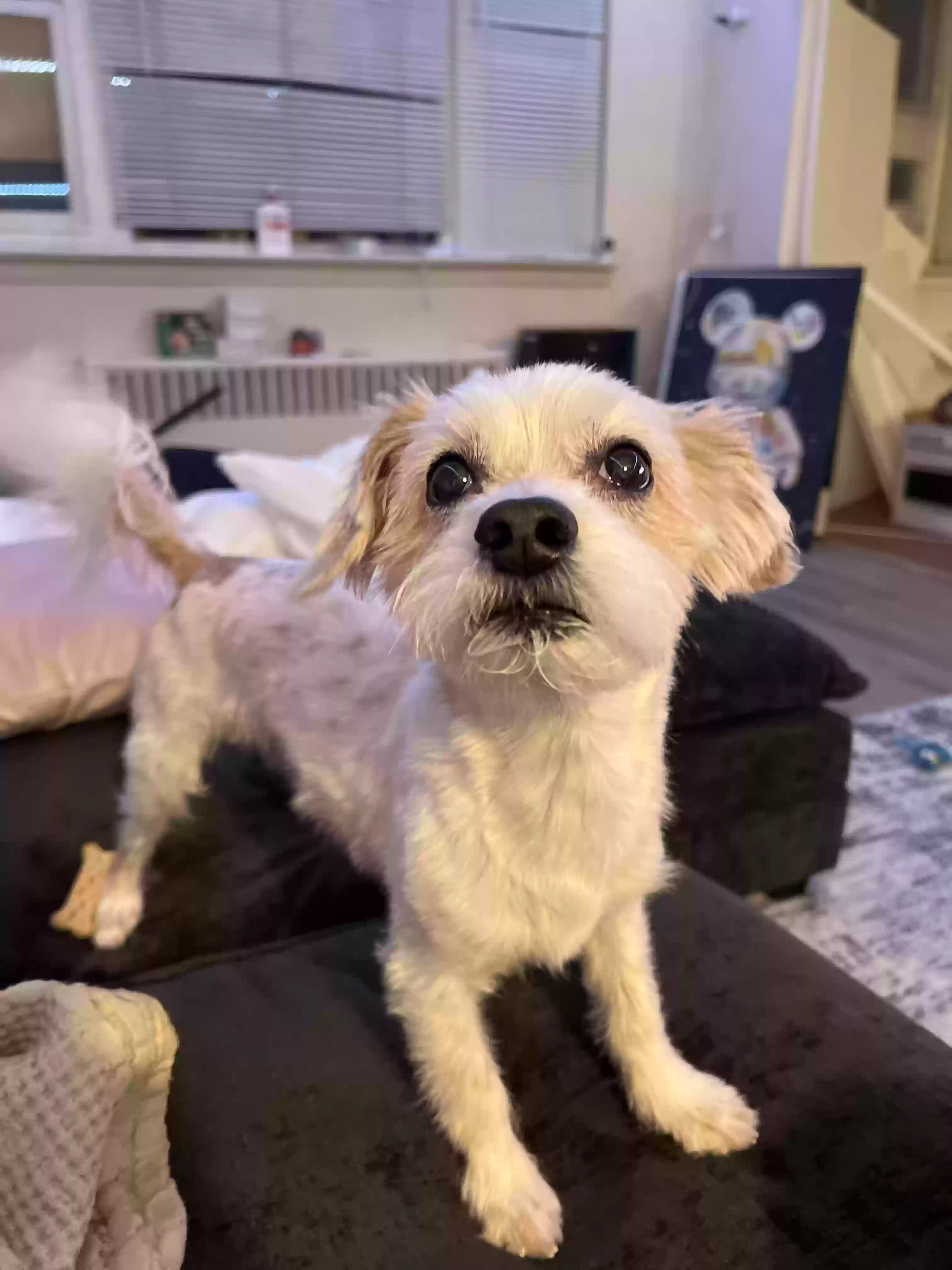 adoptable Dog in Bayside,NY named Buddy