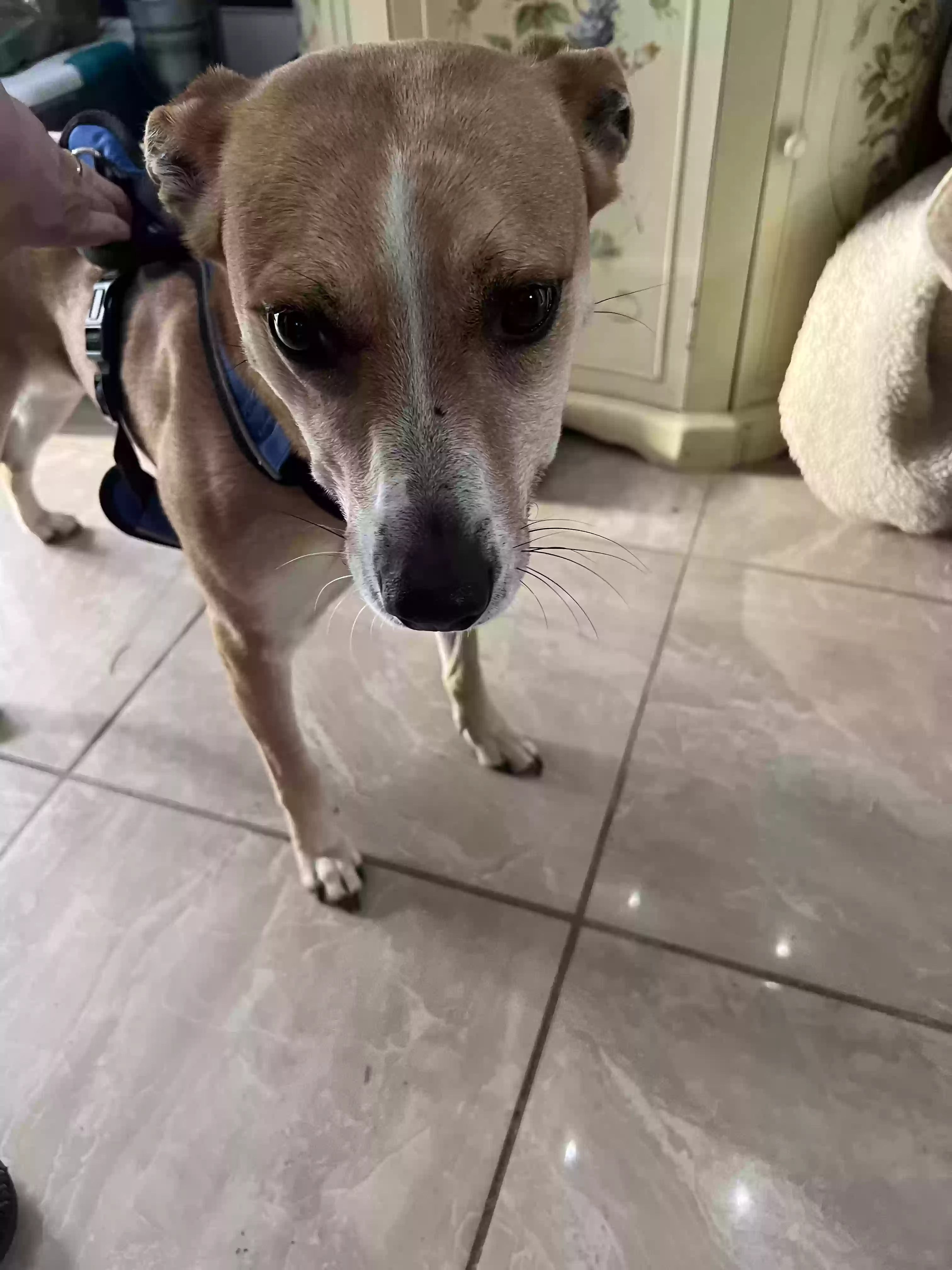 adoptable Dog in Moreno Valley,CA named Roo