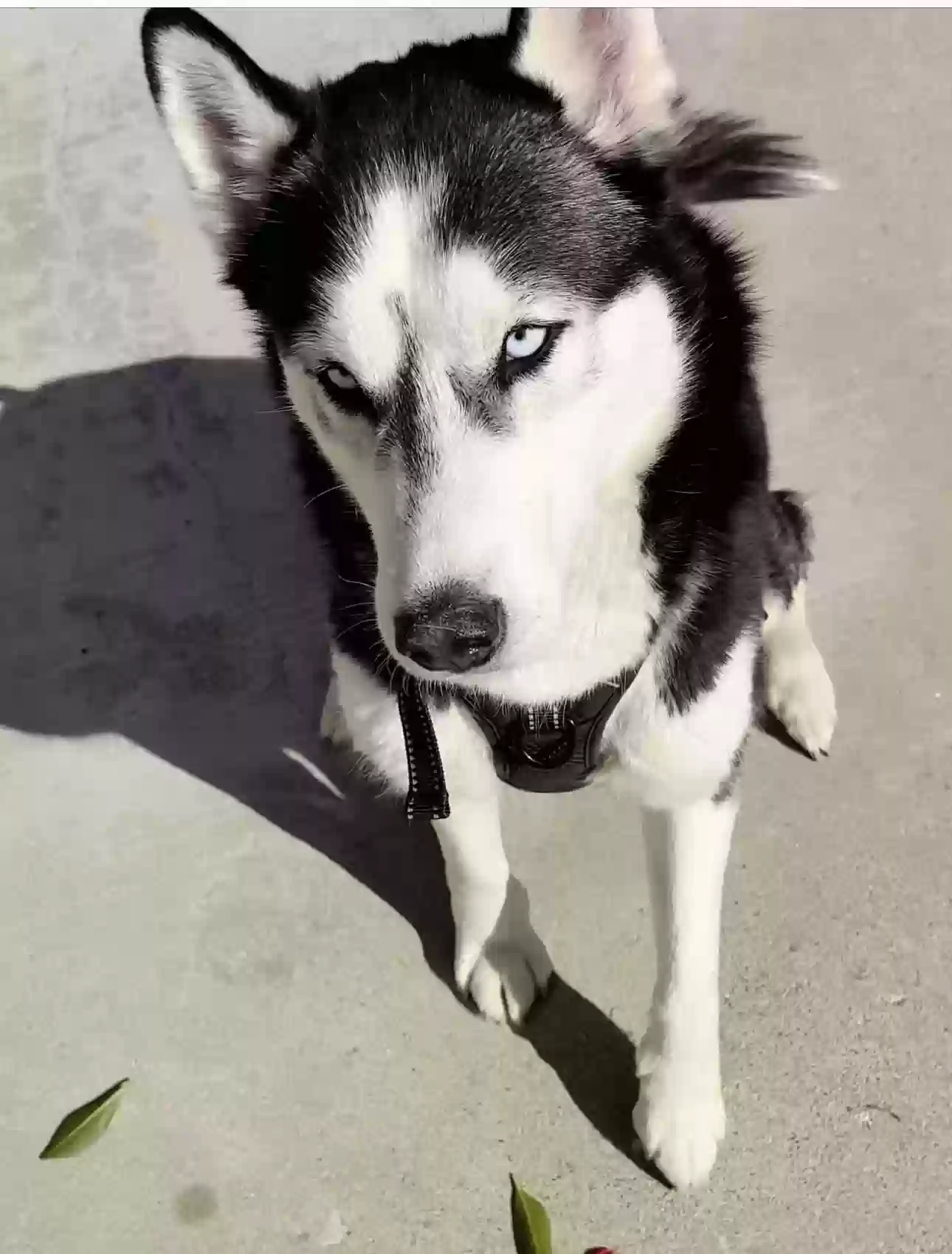 adoptable Dog in Bloomington,CA named Cali