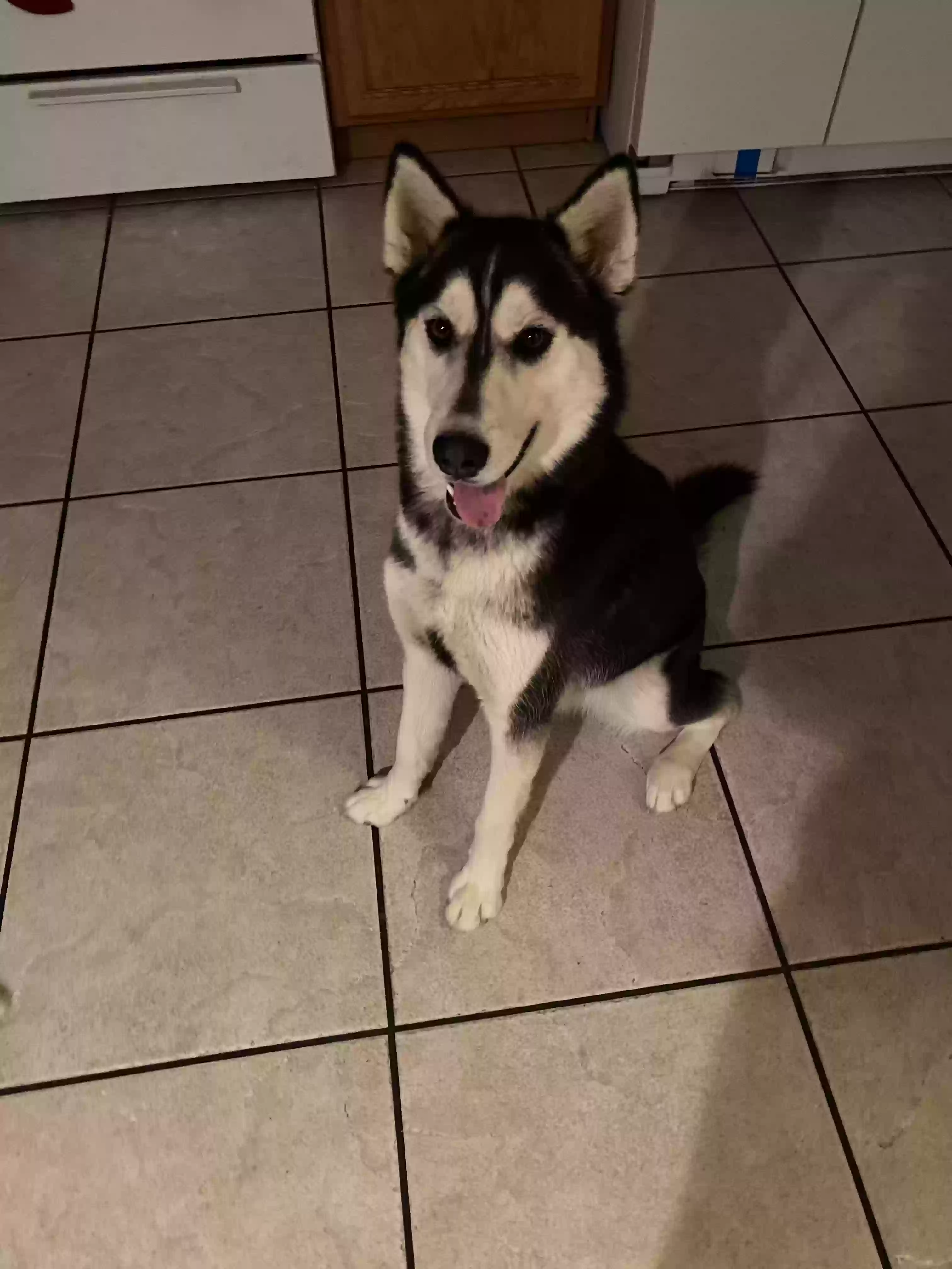 adoptable Dog in Las Vegas,NV named Bella