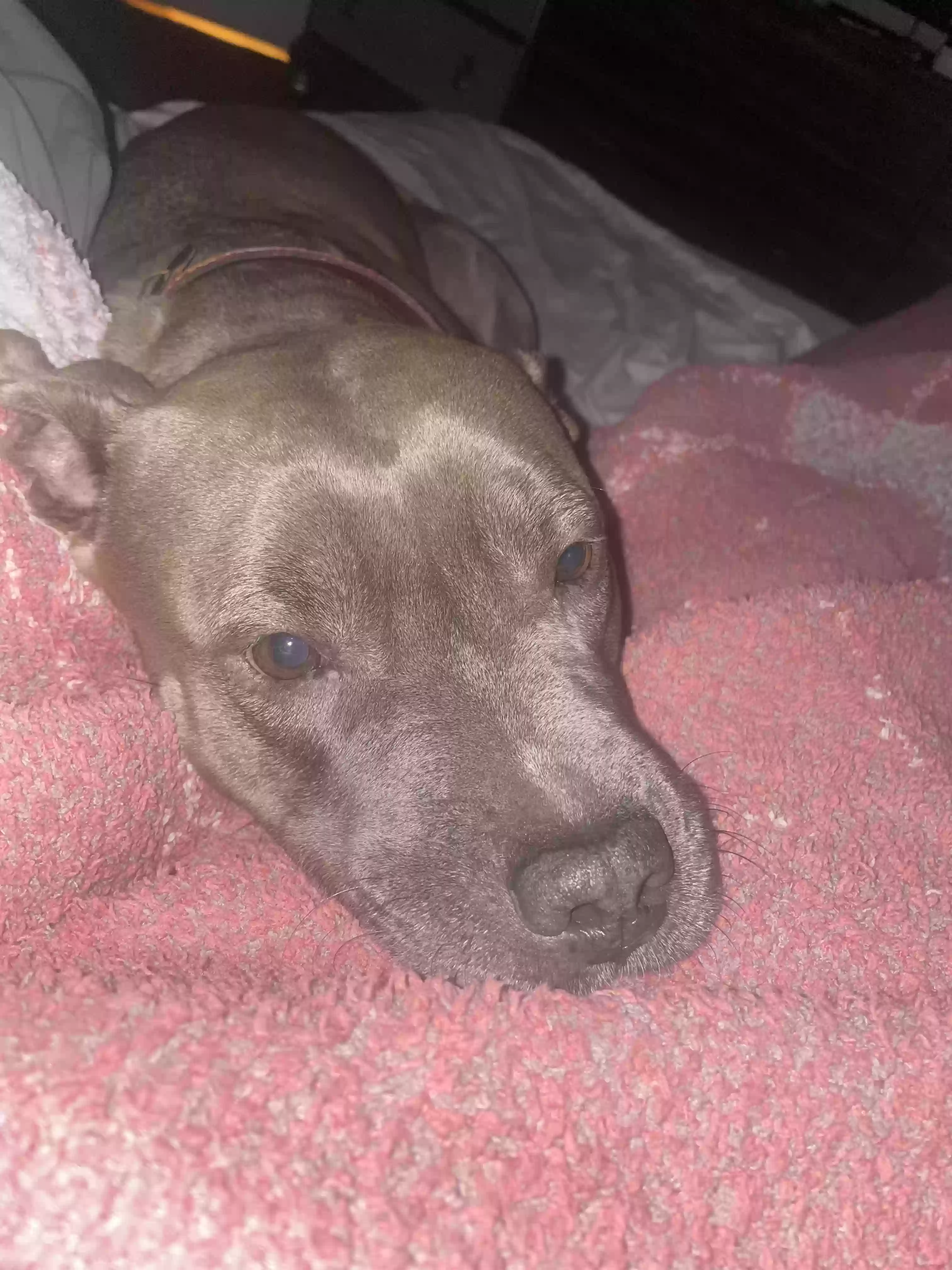 adoptable Dog in Lawrenceville,GA named Bella