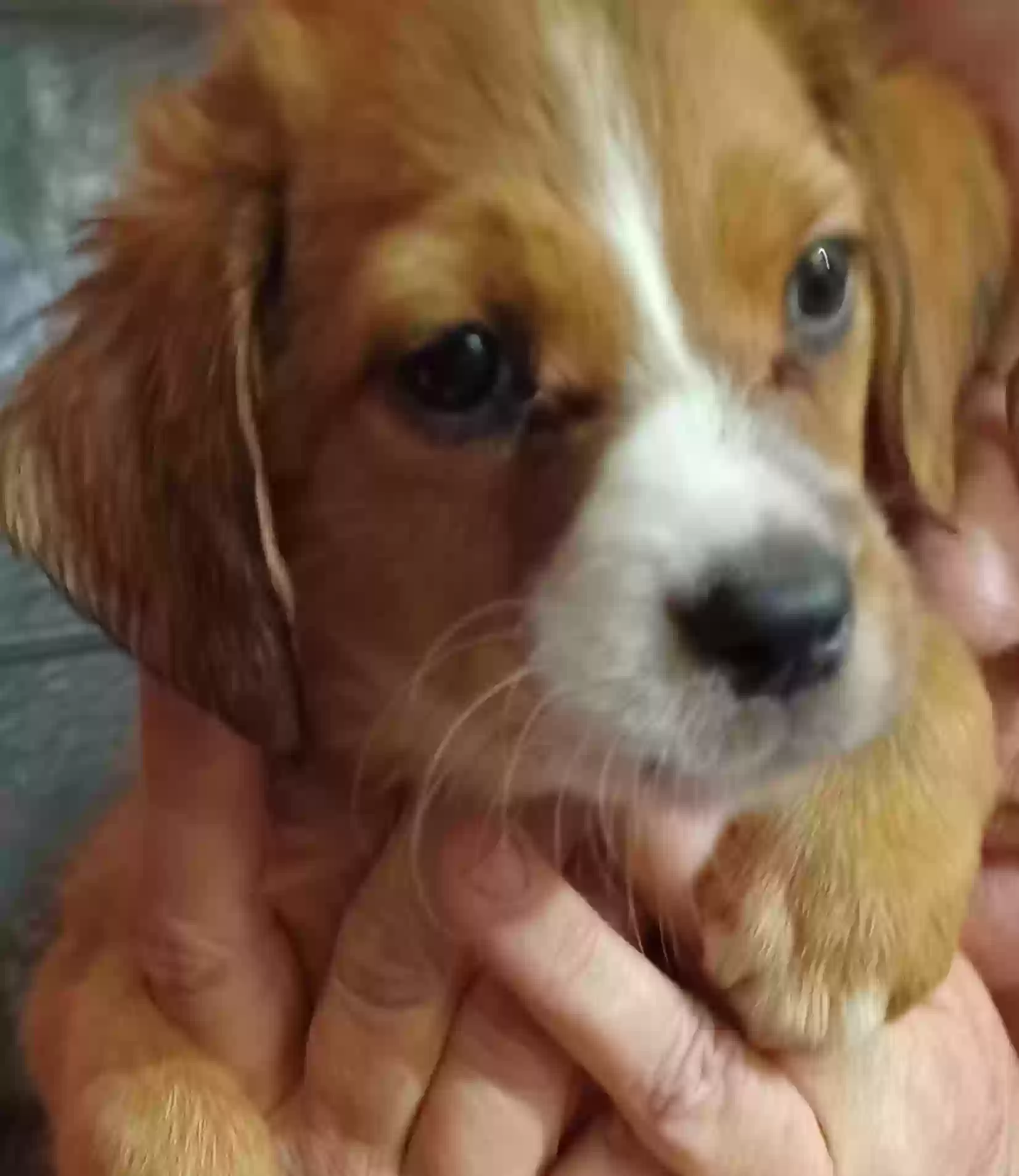 adoptable Dog in Anniston,AL named Blazer