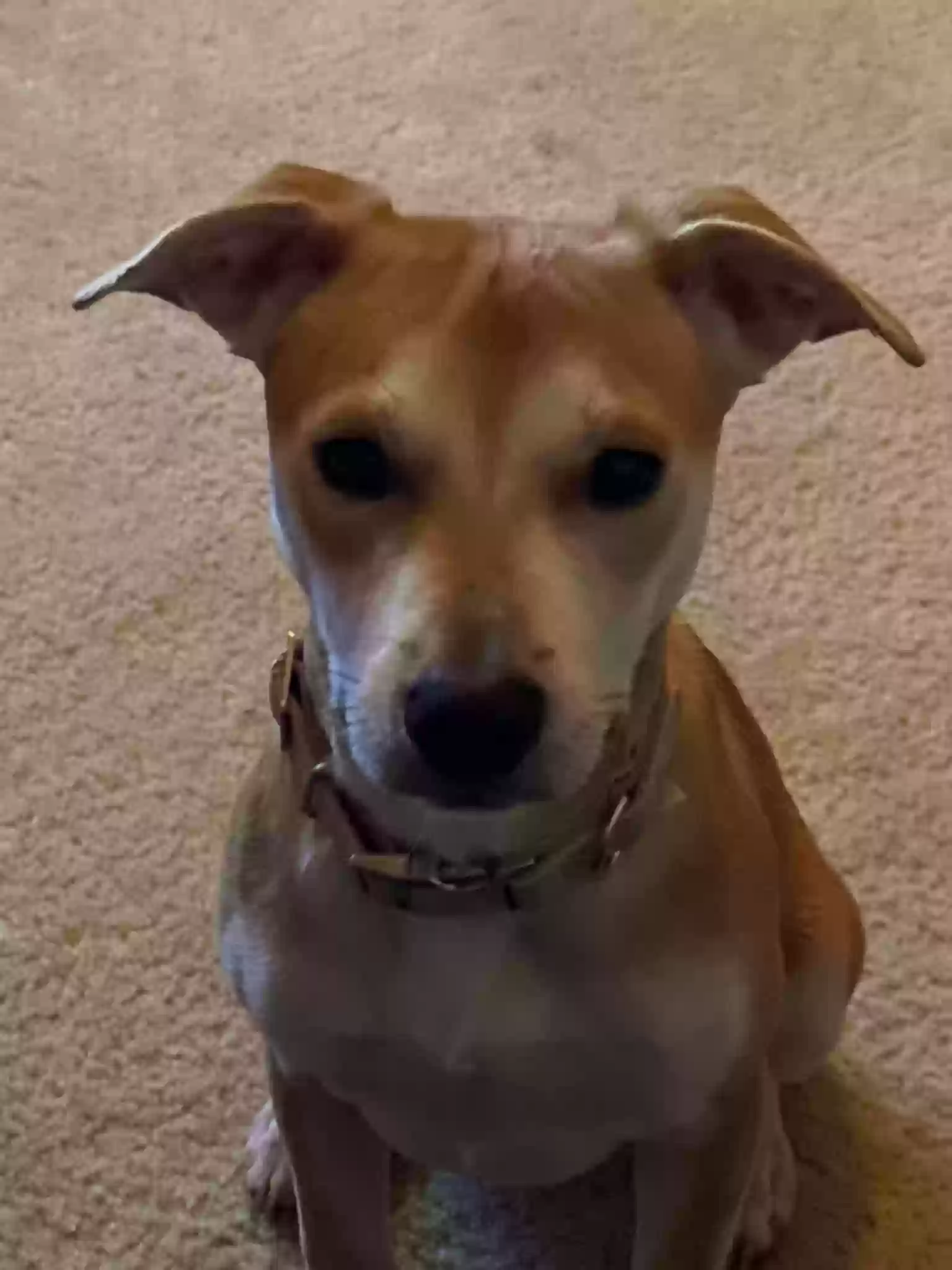 adoptable Dog in Stockbridge,GA named 