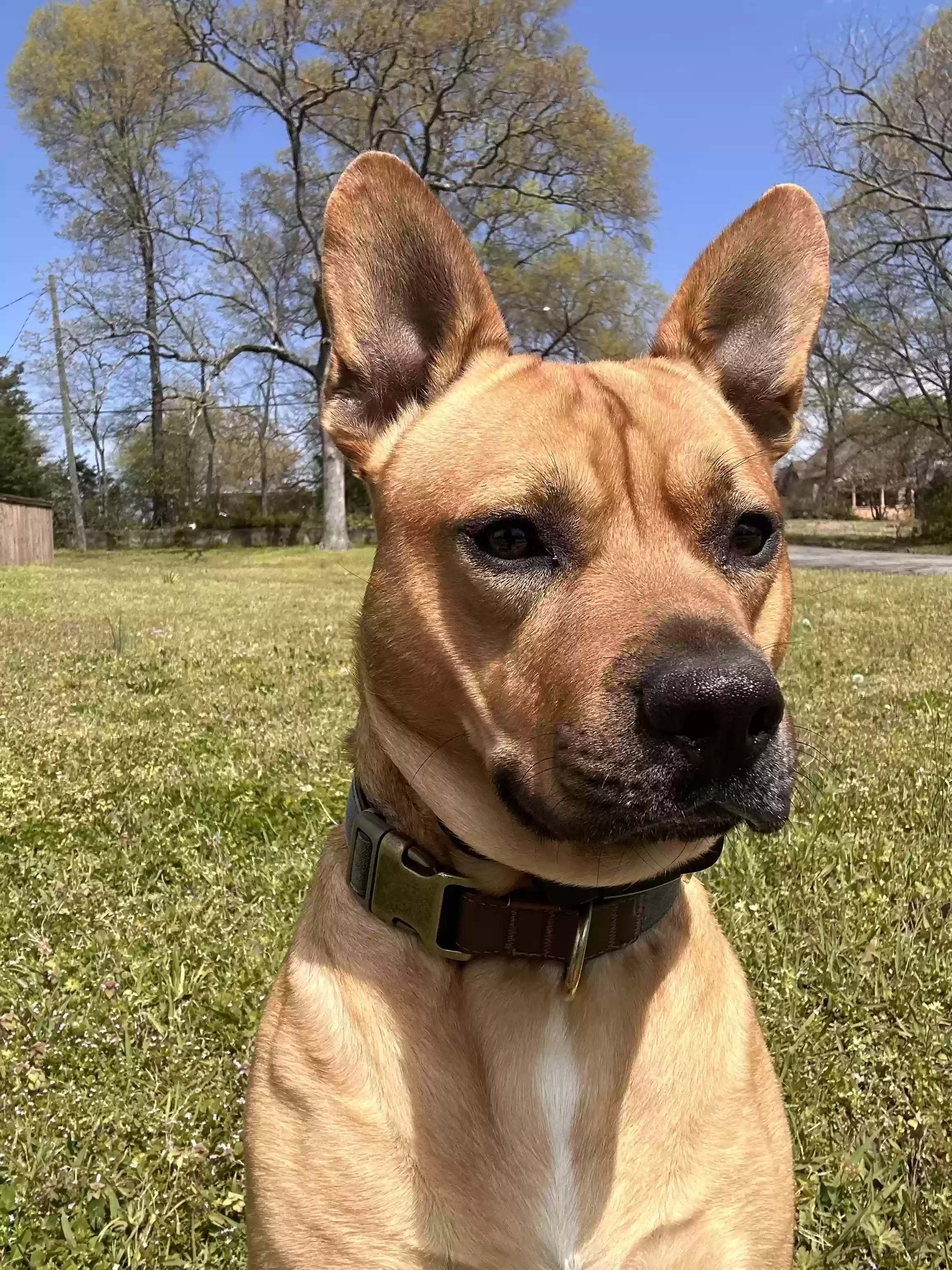 adoptable Dog in Little Rock,AR named Buddy