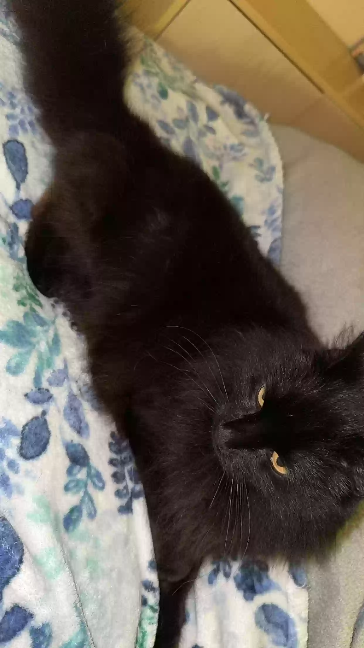 adoptable Cat in Durham,NC named Bambino