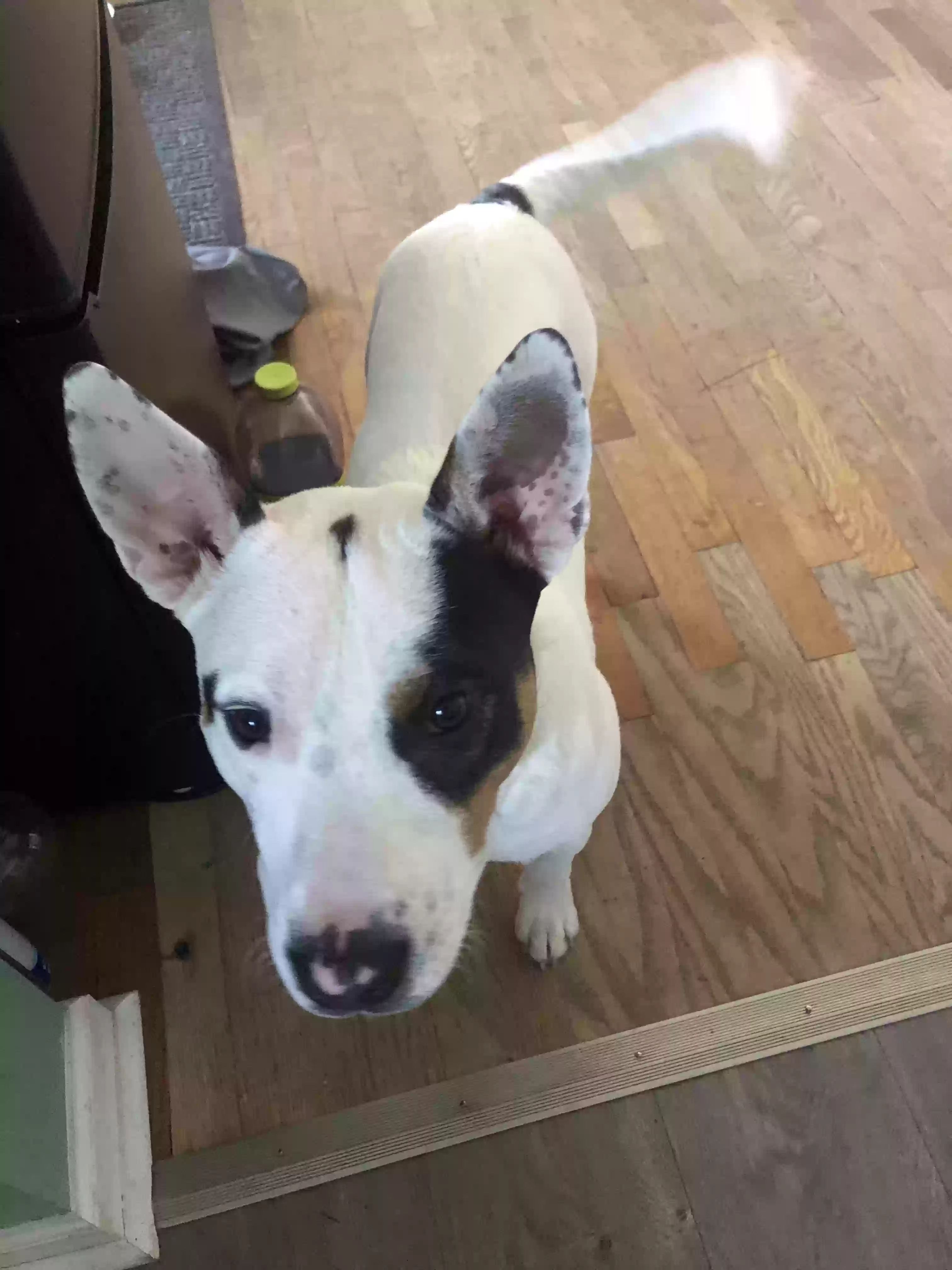 adoptable Dog in Buckner,MO named Milo