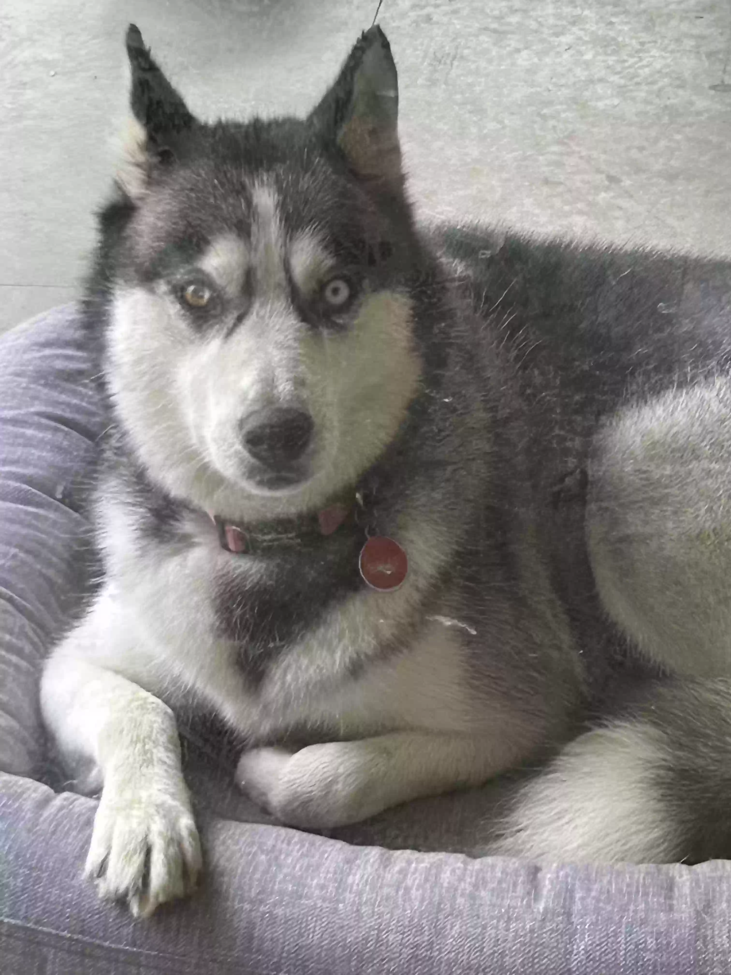 adoptable Dog in Mc Indoe Falls,VT named Evie