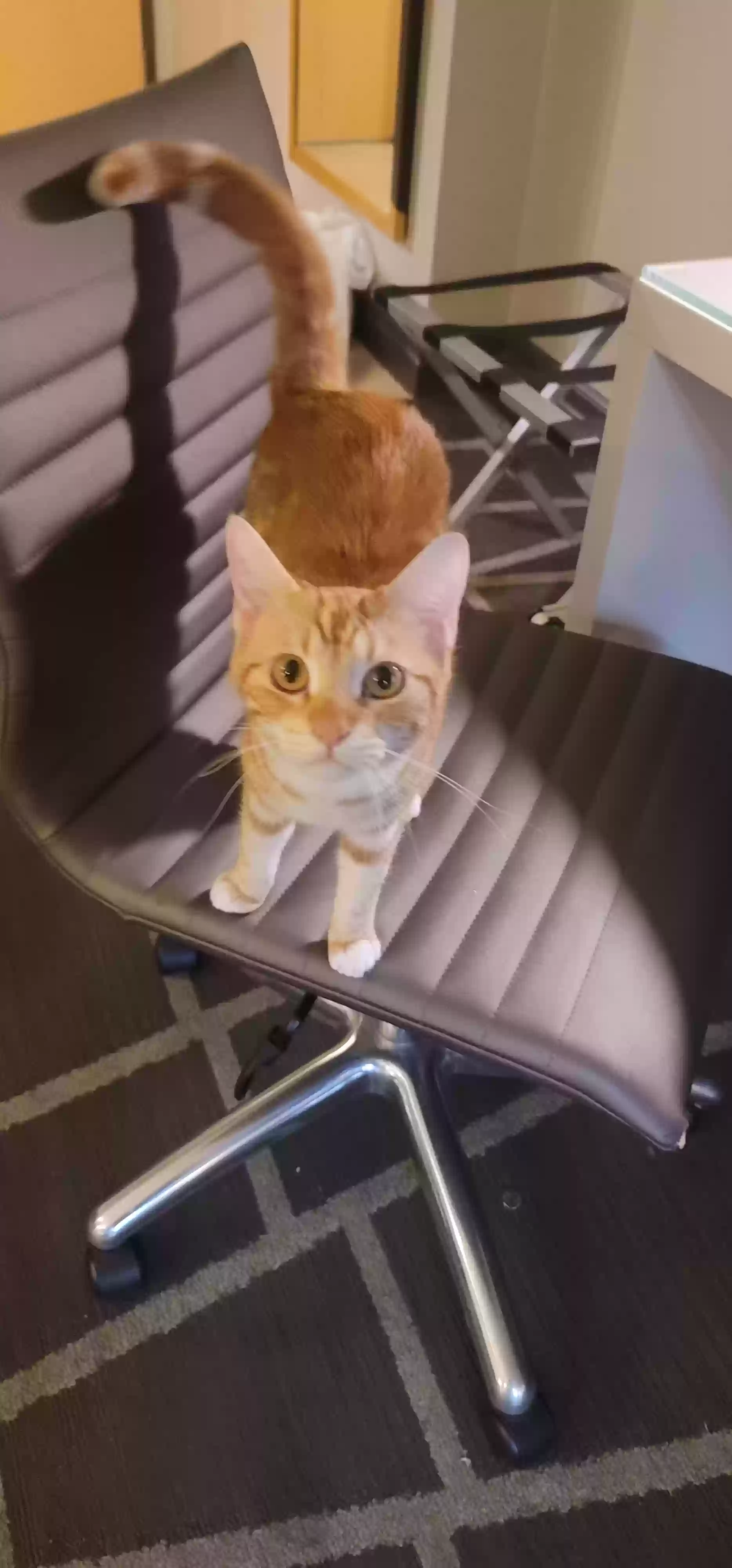 adoptable Cat in Las Vegas,NV named Sherbet