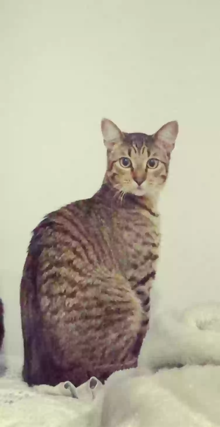 adoptable Cat in Norfolk,VA named 