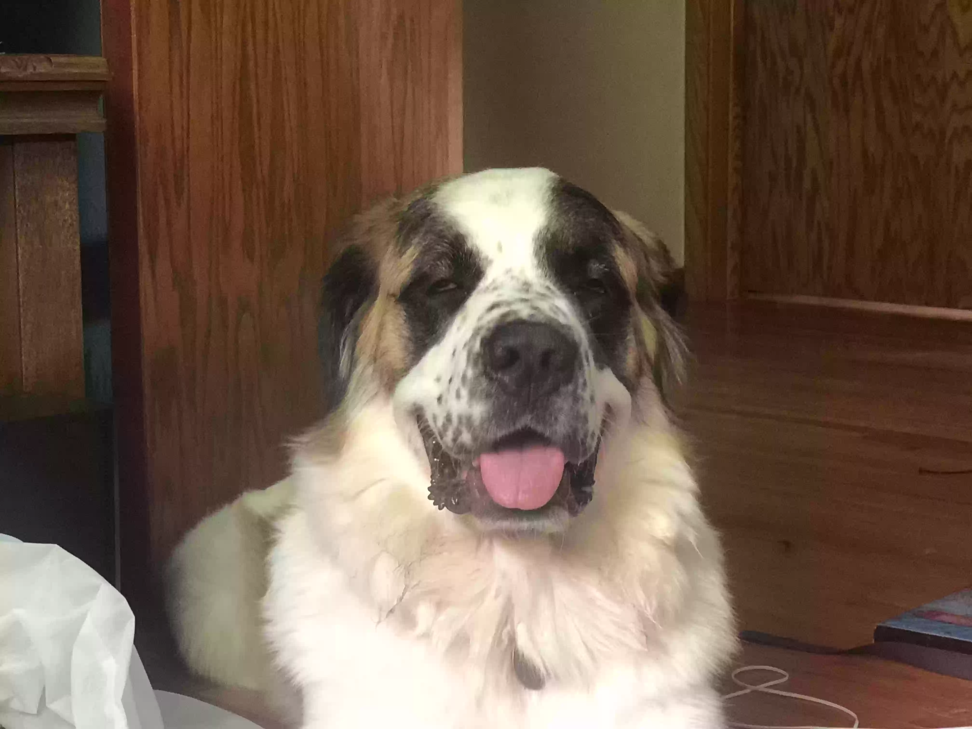 adoptable Dog in Saint Paul,MN named Bella