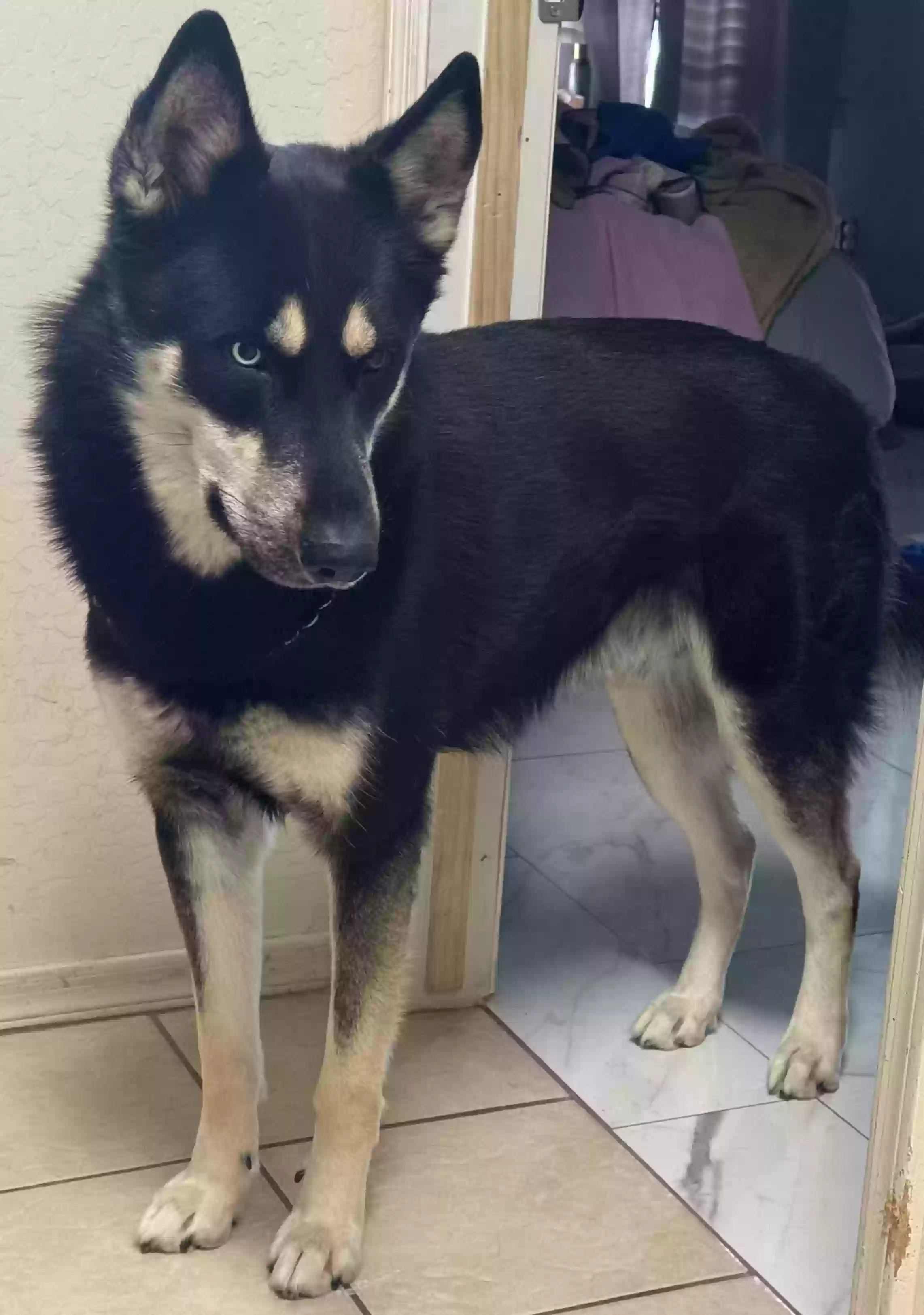 adoptable Dog in Avondale,AZ named Rico