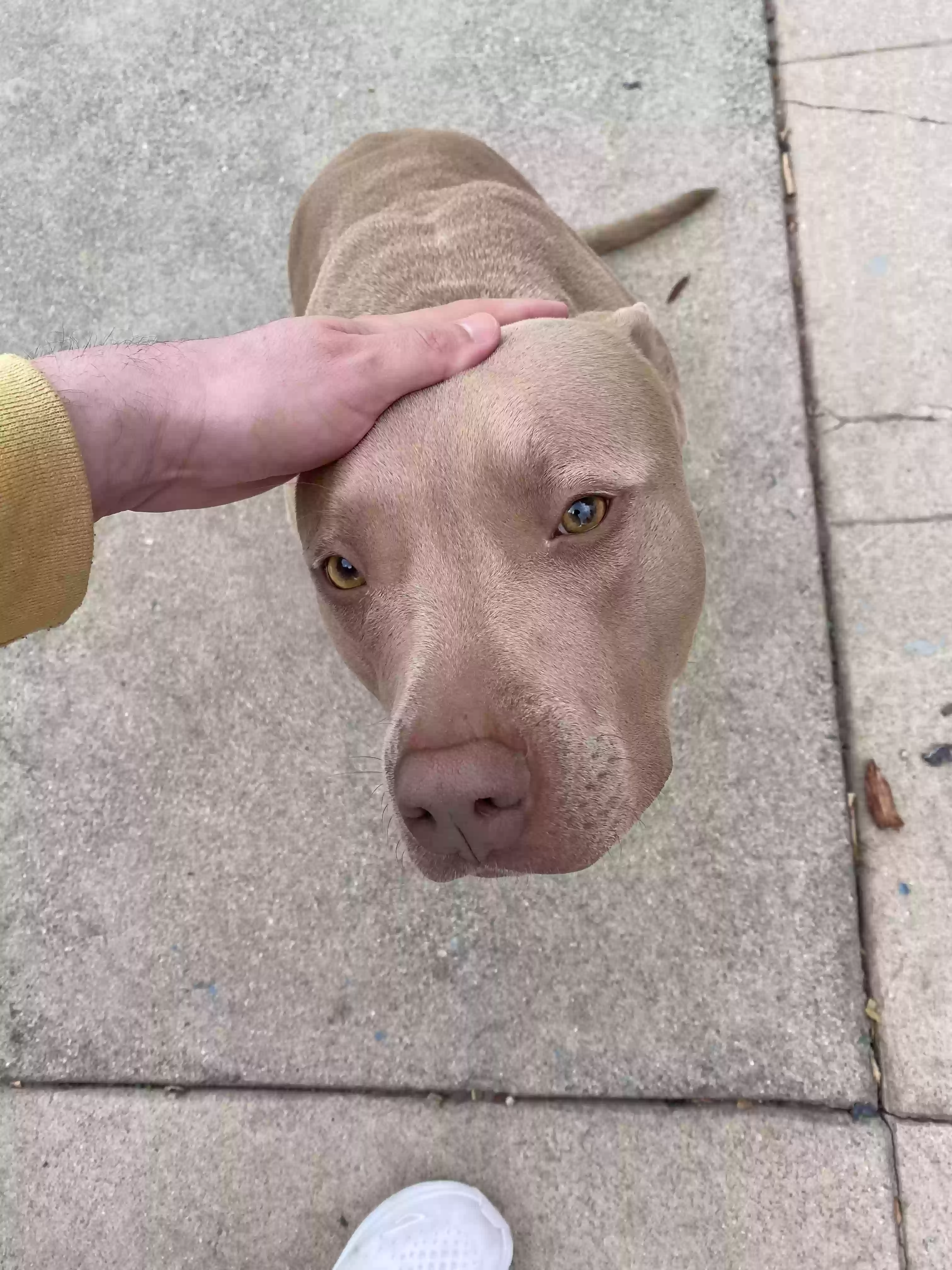 adoptable Dog in Ontario,CA named Jax
