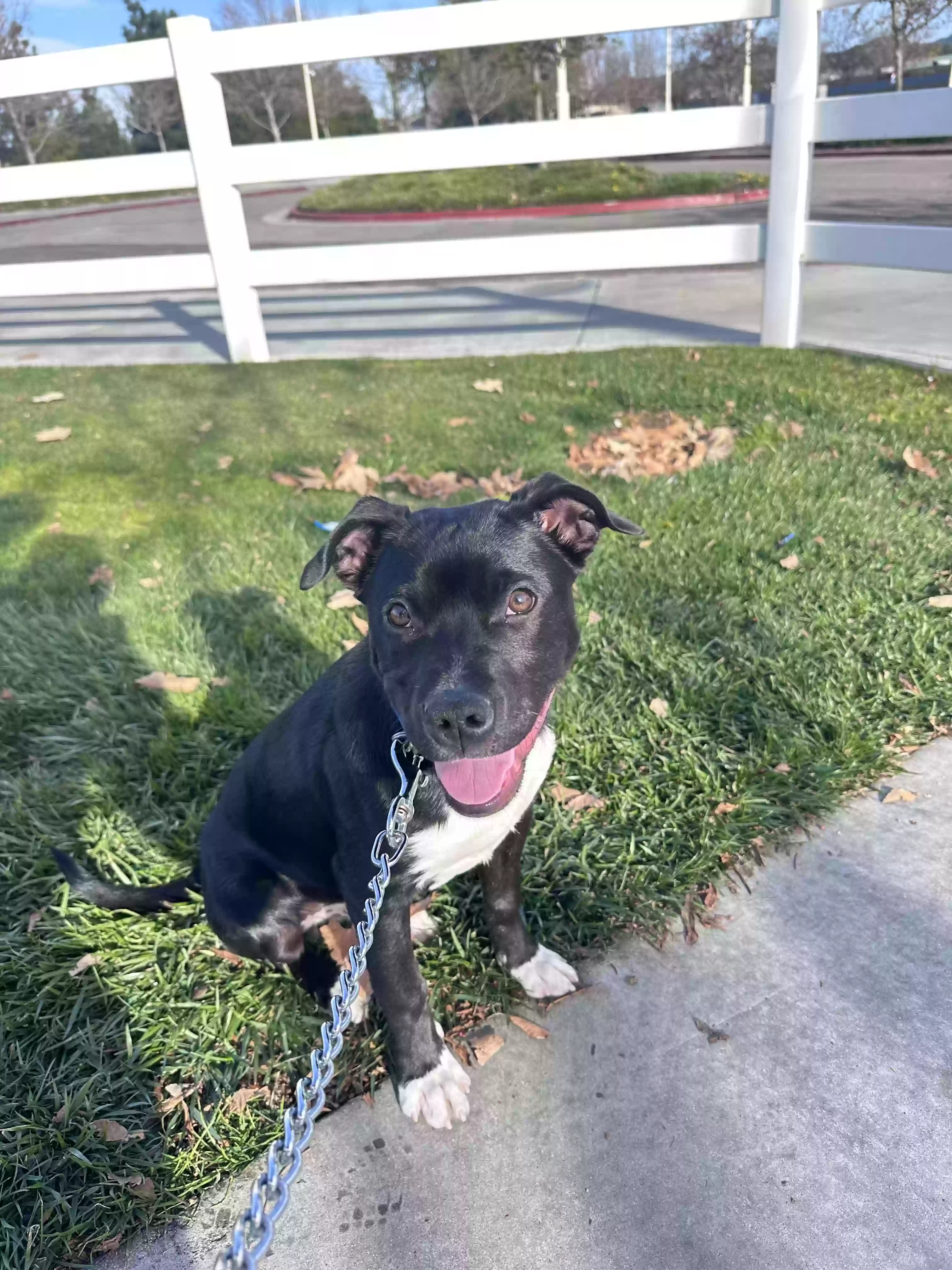 adoptable Dog in Temecula,CA named Scout
