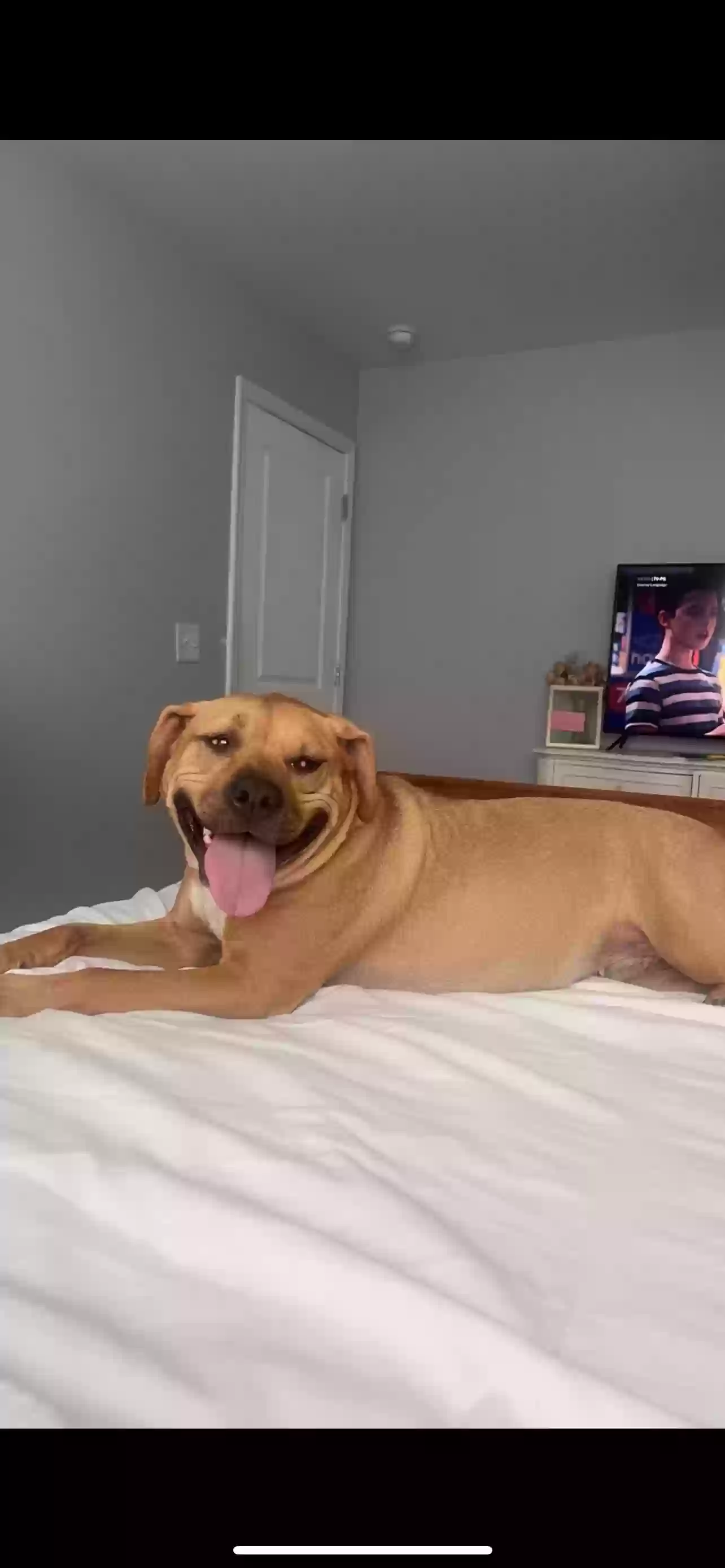 adoptable Dog in Selma,NC named Bailey
