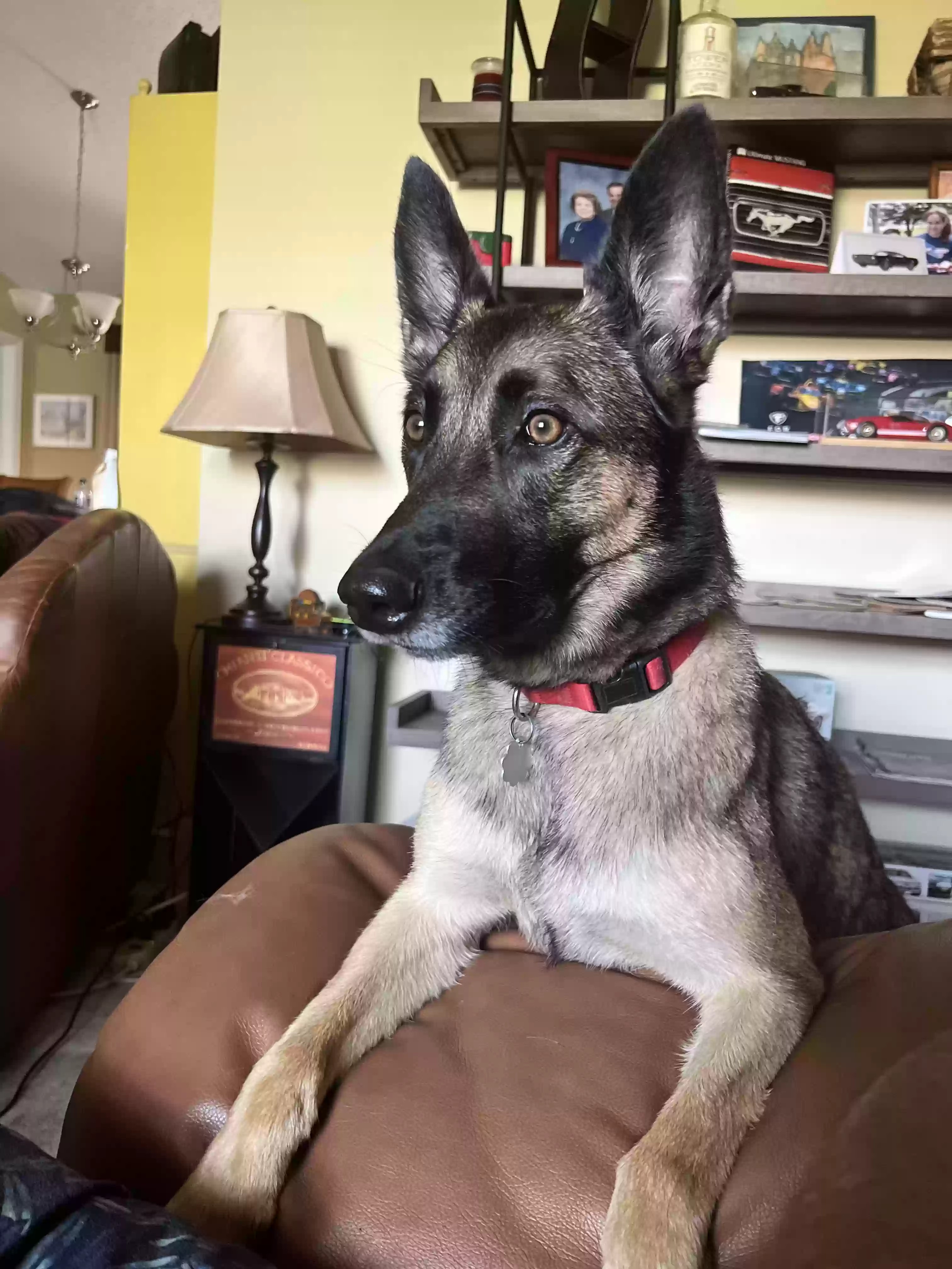 adoptable Dog in Boca Raton,FL named Shelby