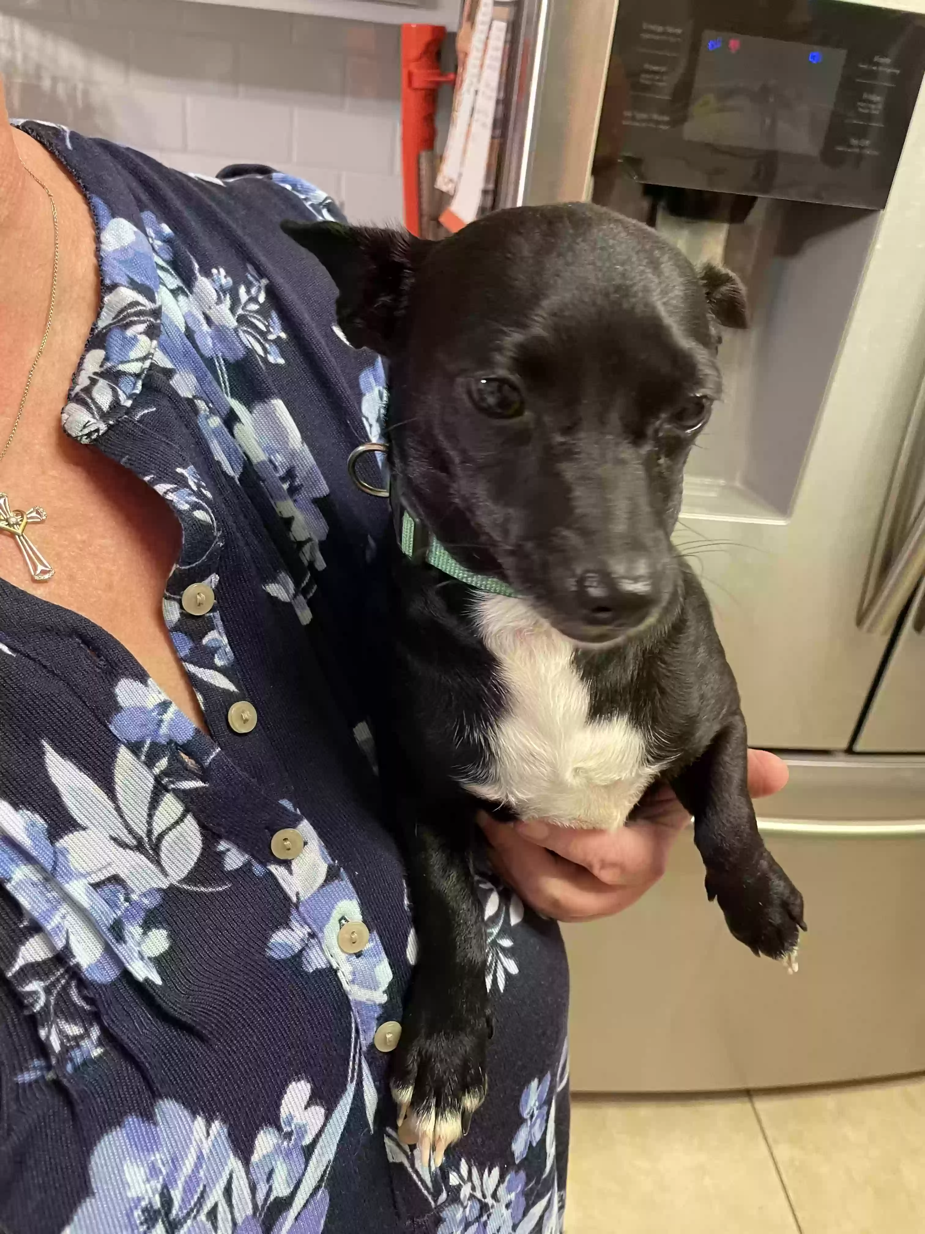 adoptable Dog in Maringouin,LA named Baby Girl