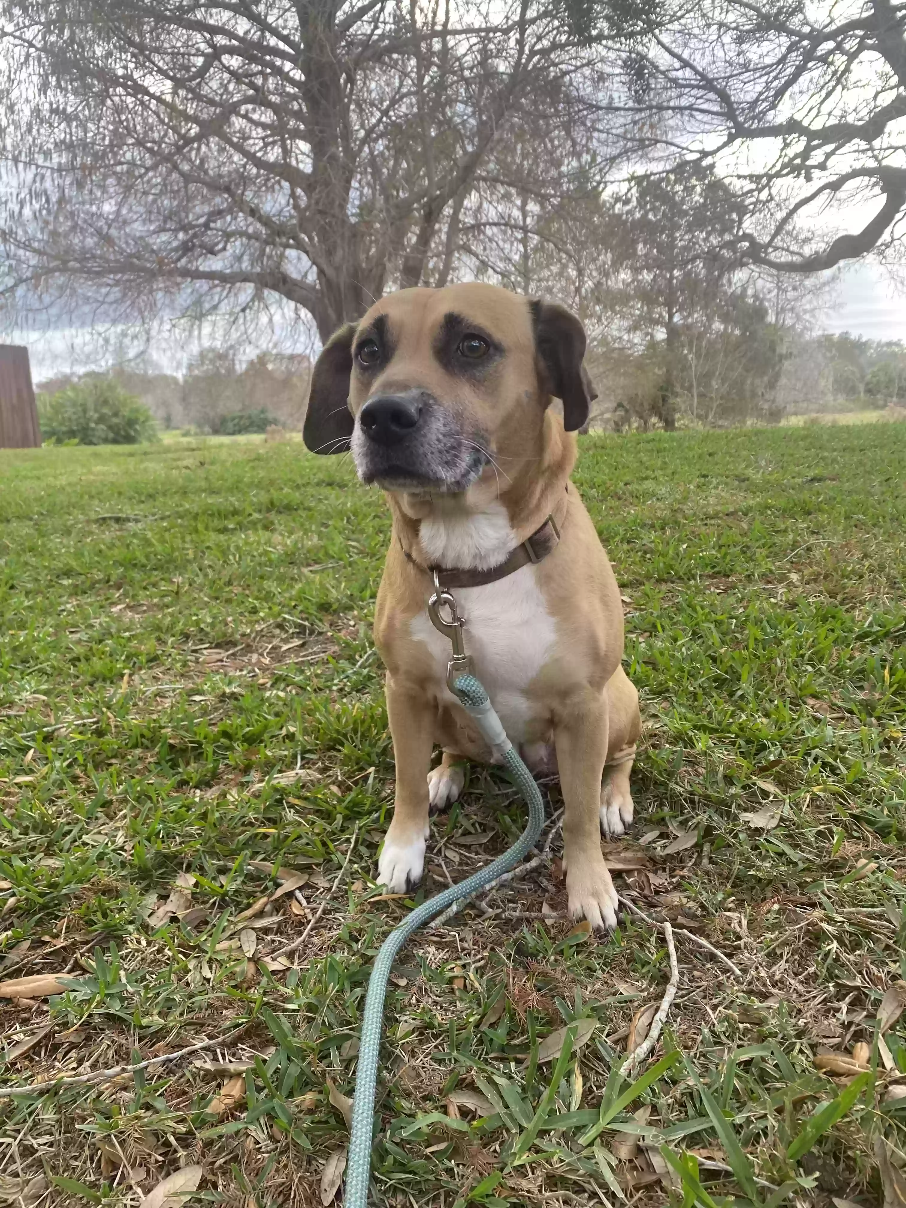 adoptable Dog in New Port Richey,FL named Summer