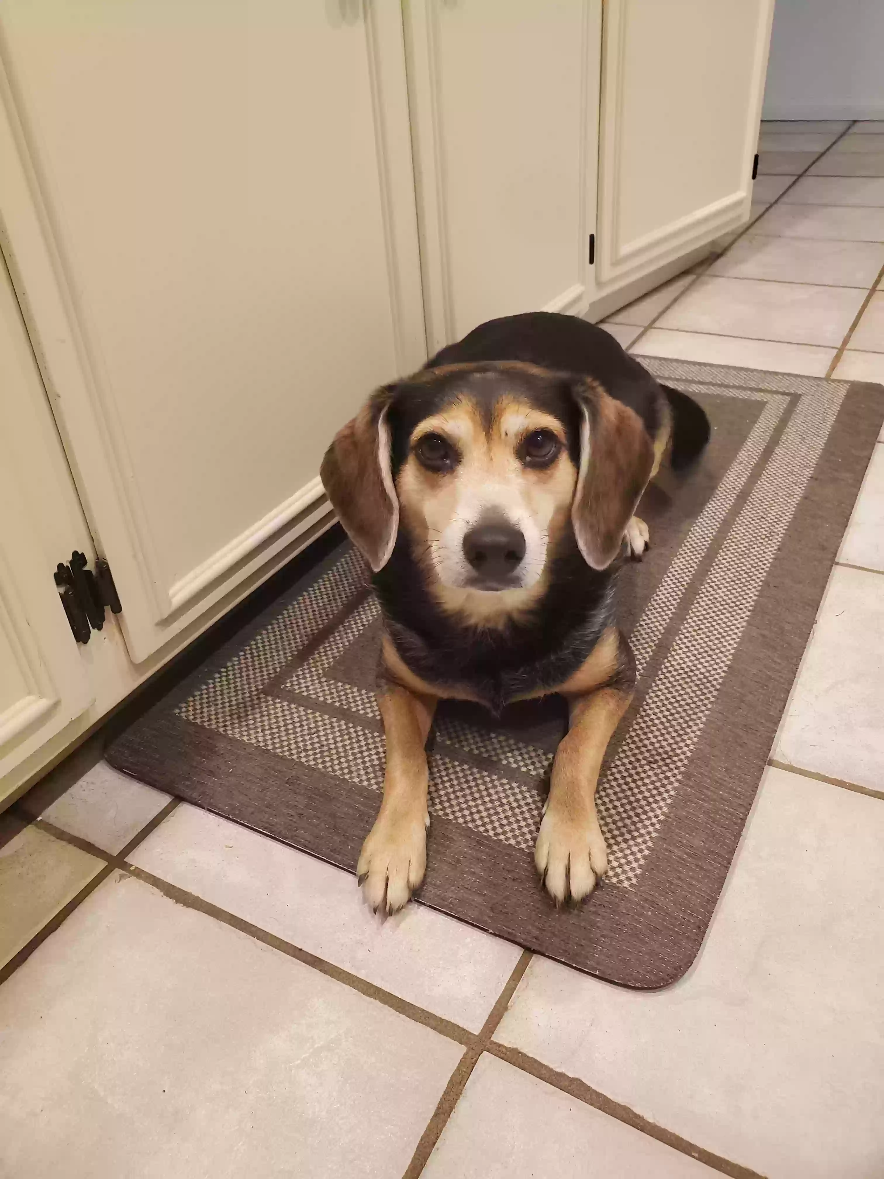 adoptable Dog in Redlands,CA named 