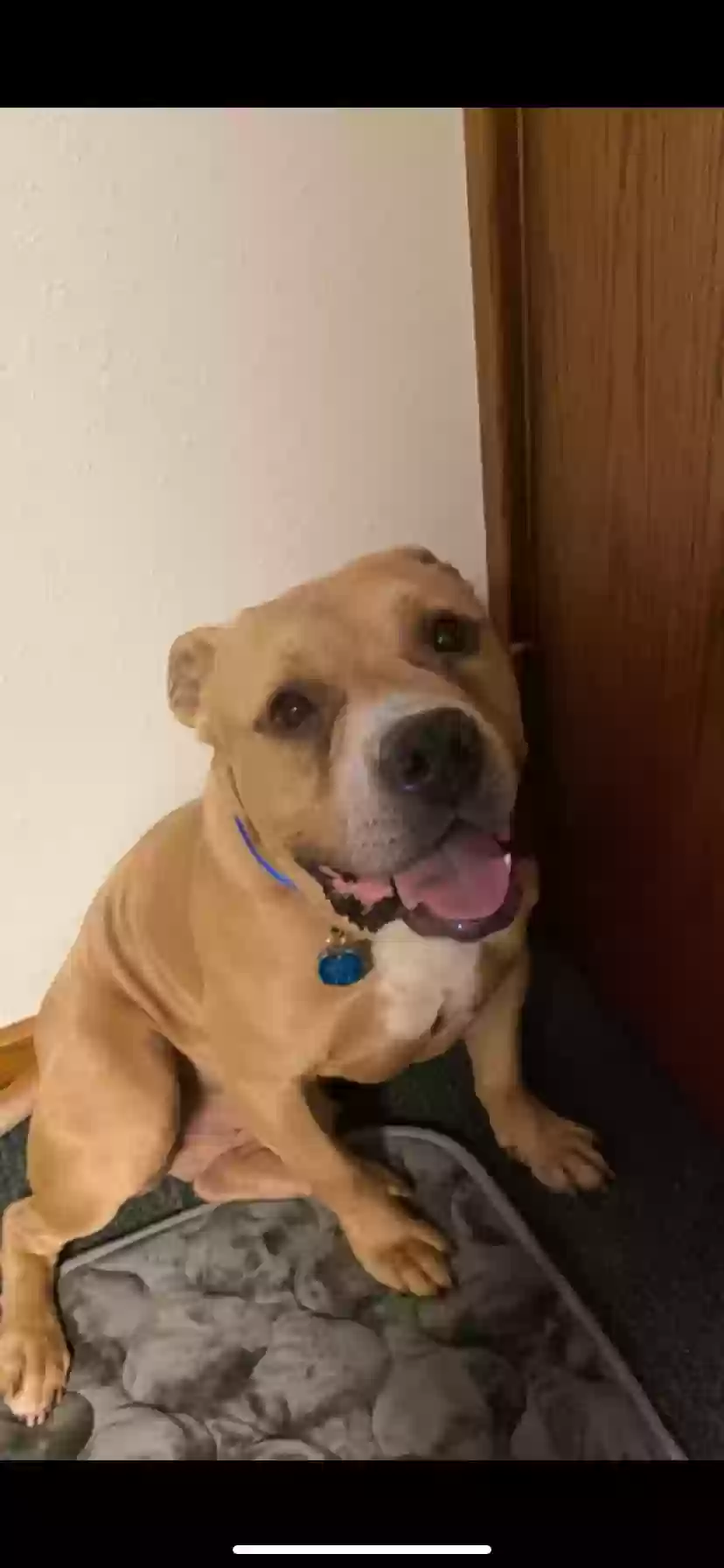 adoptable Dog in Cedar Rapids,IA named Dozer