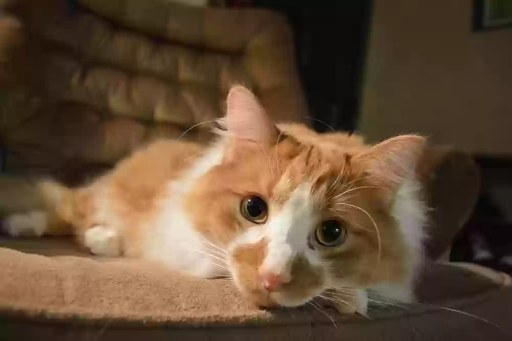 adoptable Cat in Grand Rapids,MI named Sawyer
