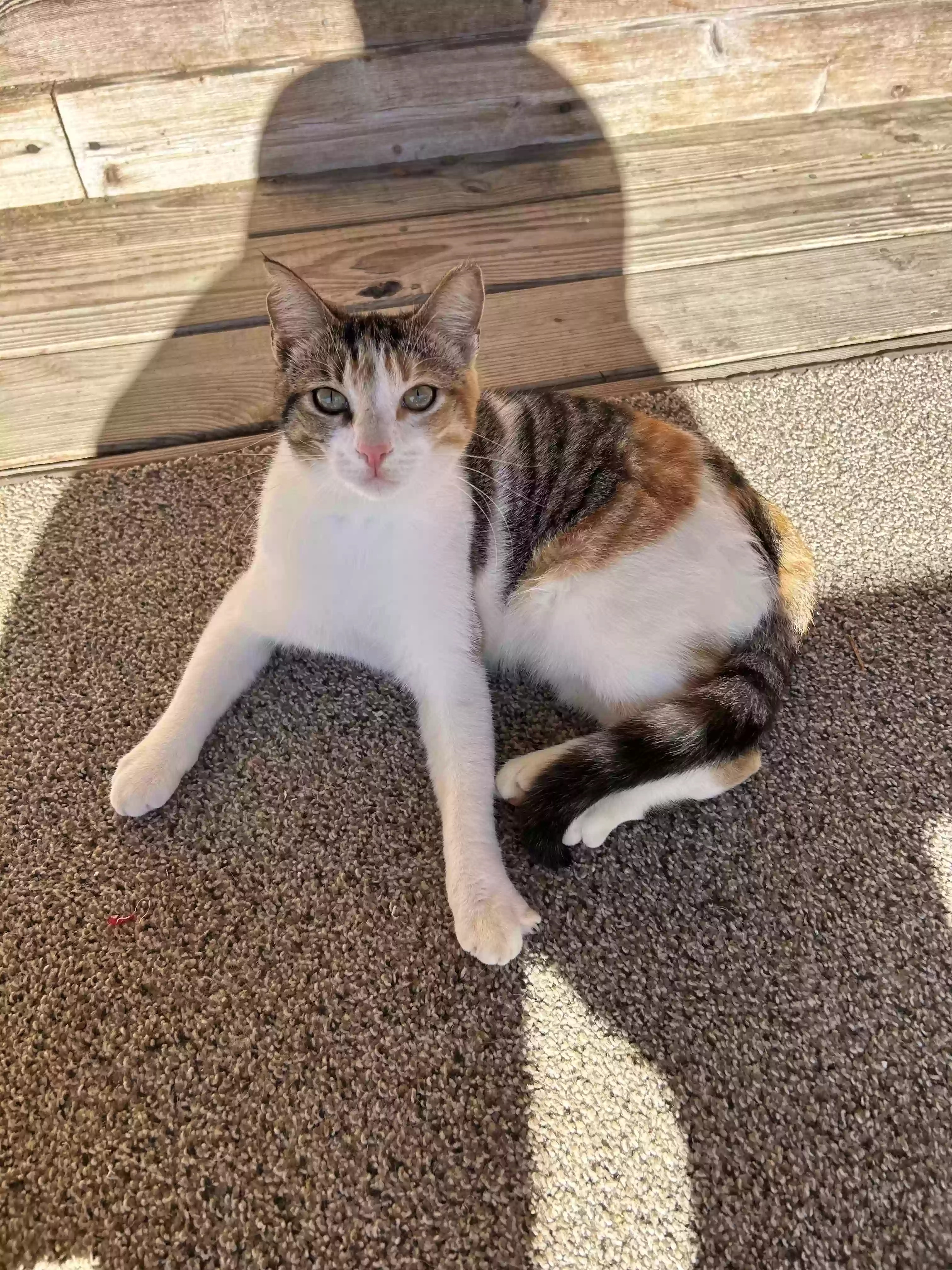 adoptable Cat in Altha,FL named Zippi