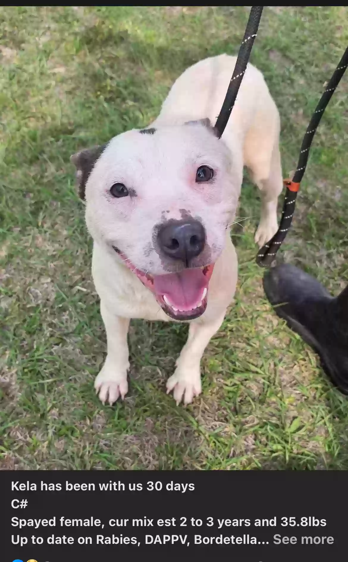 adoptable Dog in Leesville,LA named Kela