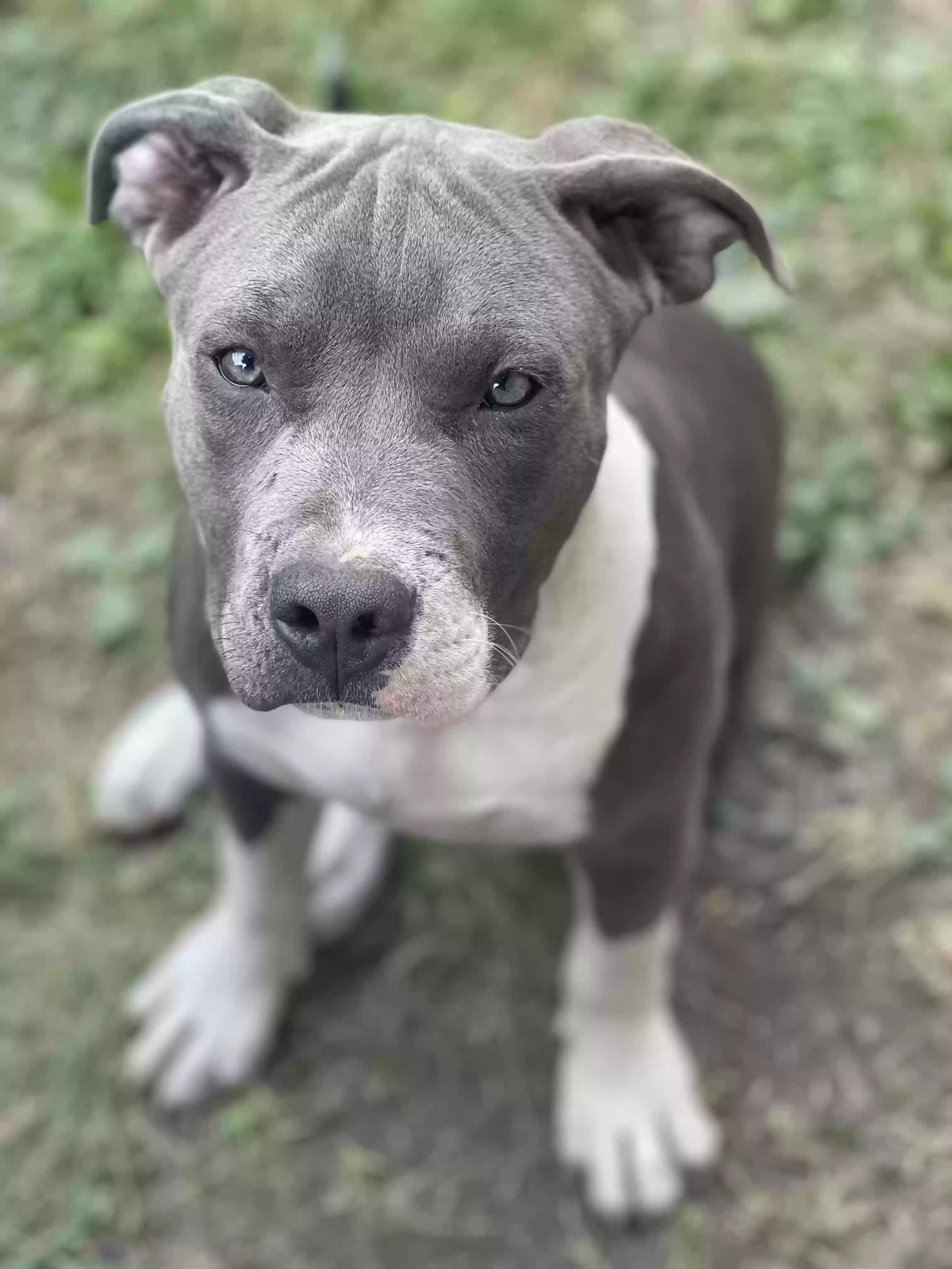 adoptable Dog in Nashville,TN named 