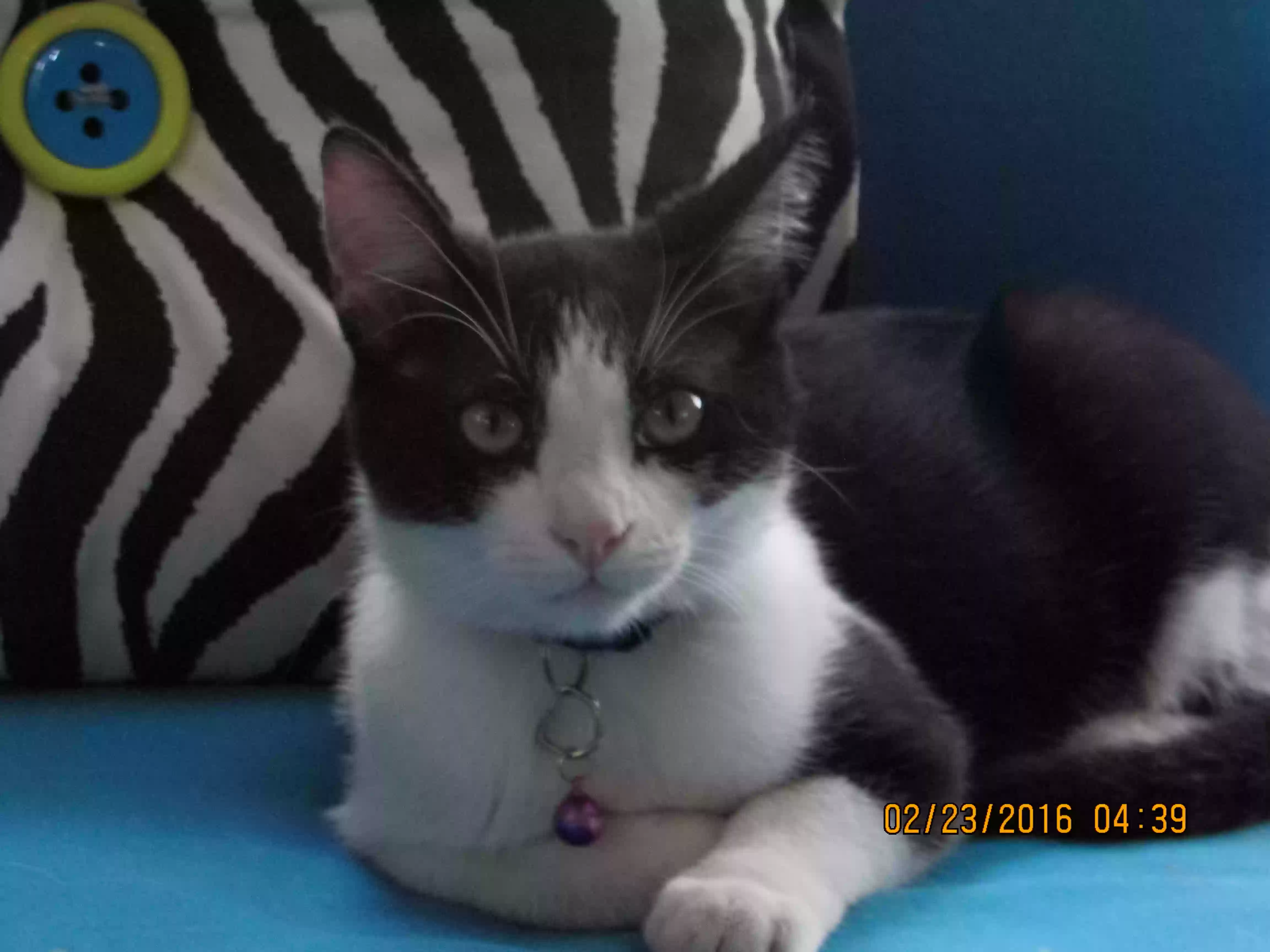 adoptable Cat in Hemet,CA named Putty