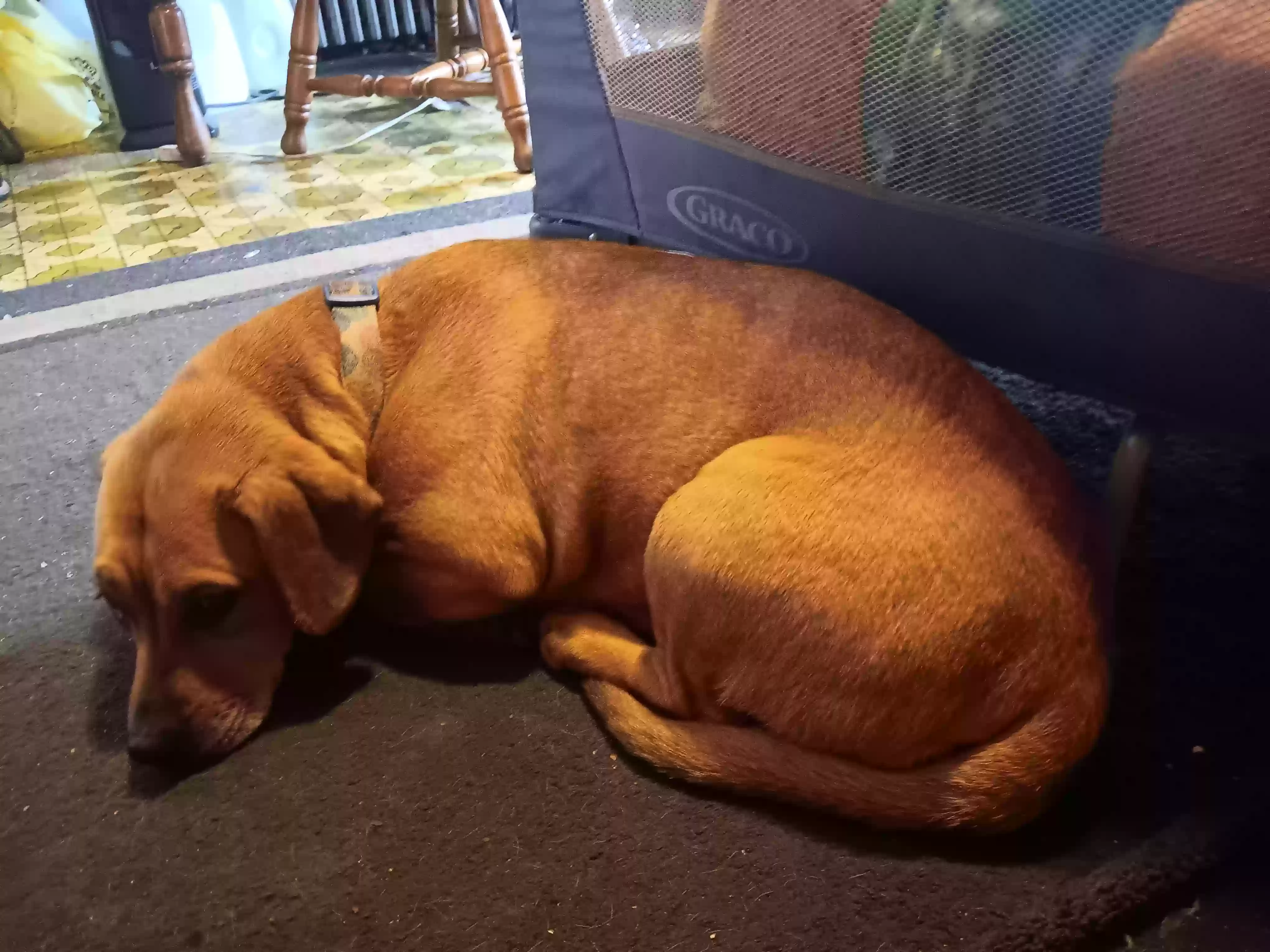 adoptable Dog in Vintondale,PA named Sophie