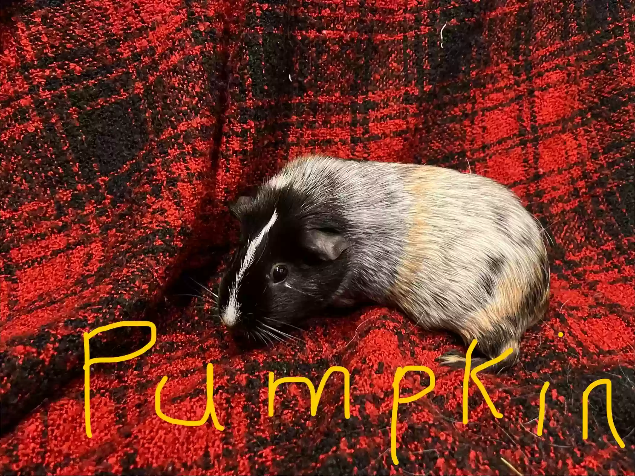 adoptable  in Florence,AZ named Pumpkin