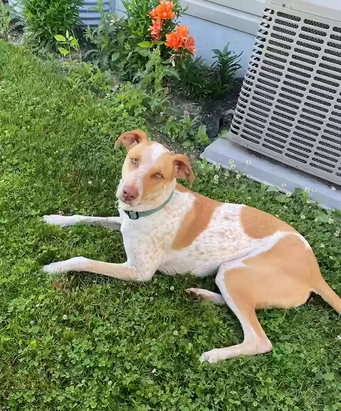 adoptable Dog in Biglerville,PA named Gunner