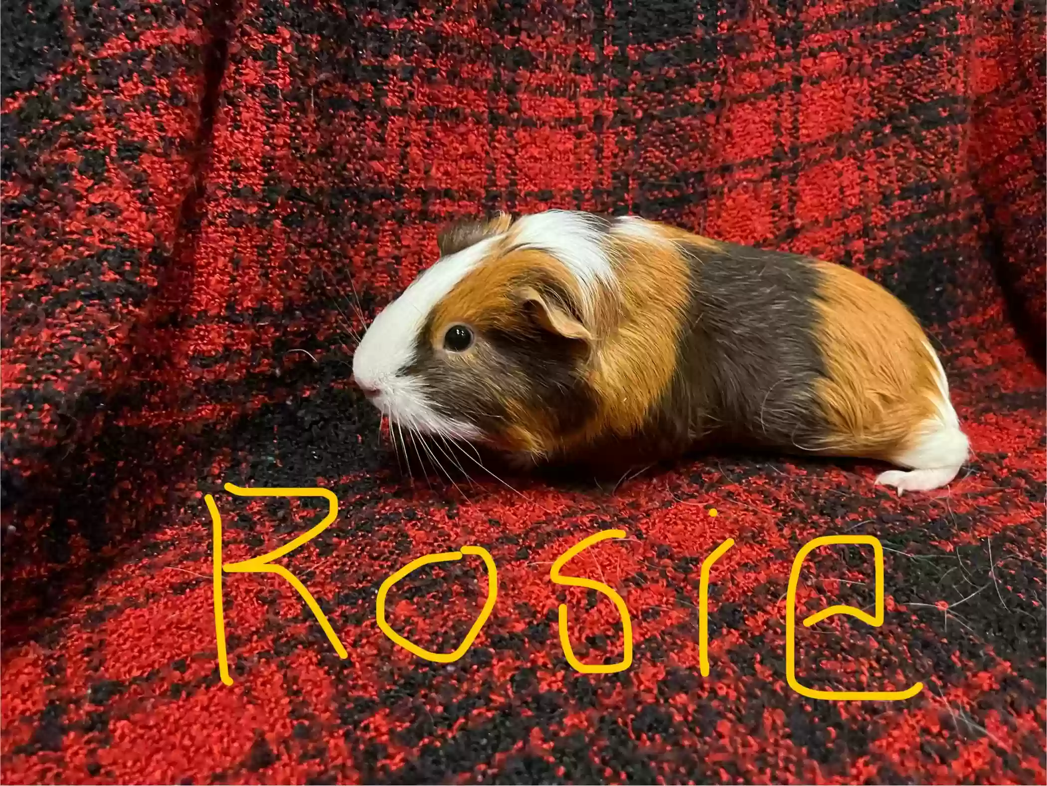 adoptable  in Florence,AZ named Rosie