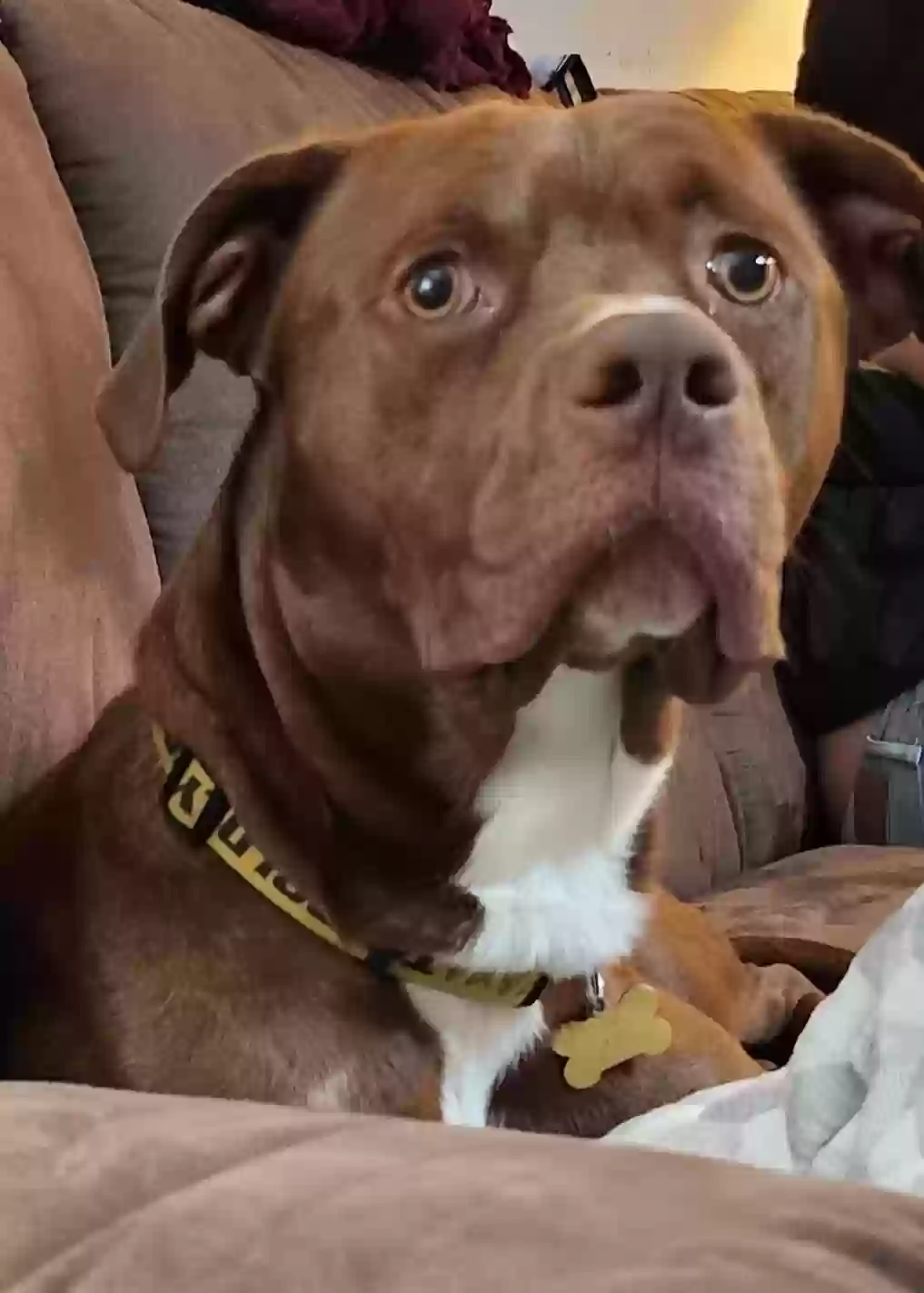 adoptable Dog in Henderson,KY named Porthos
