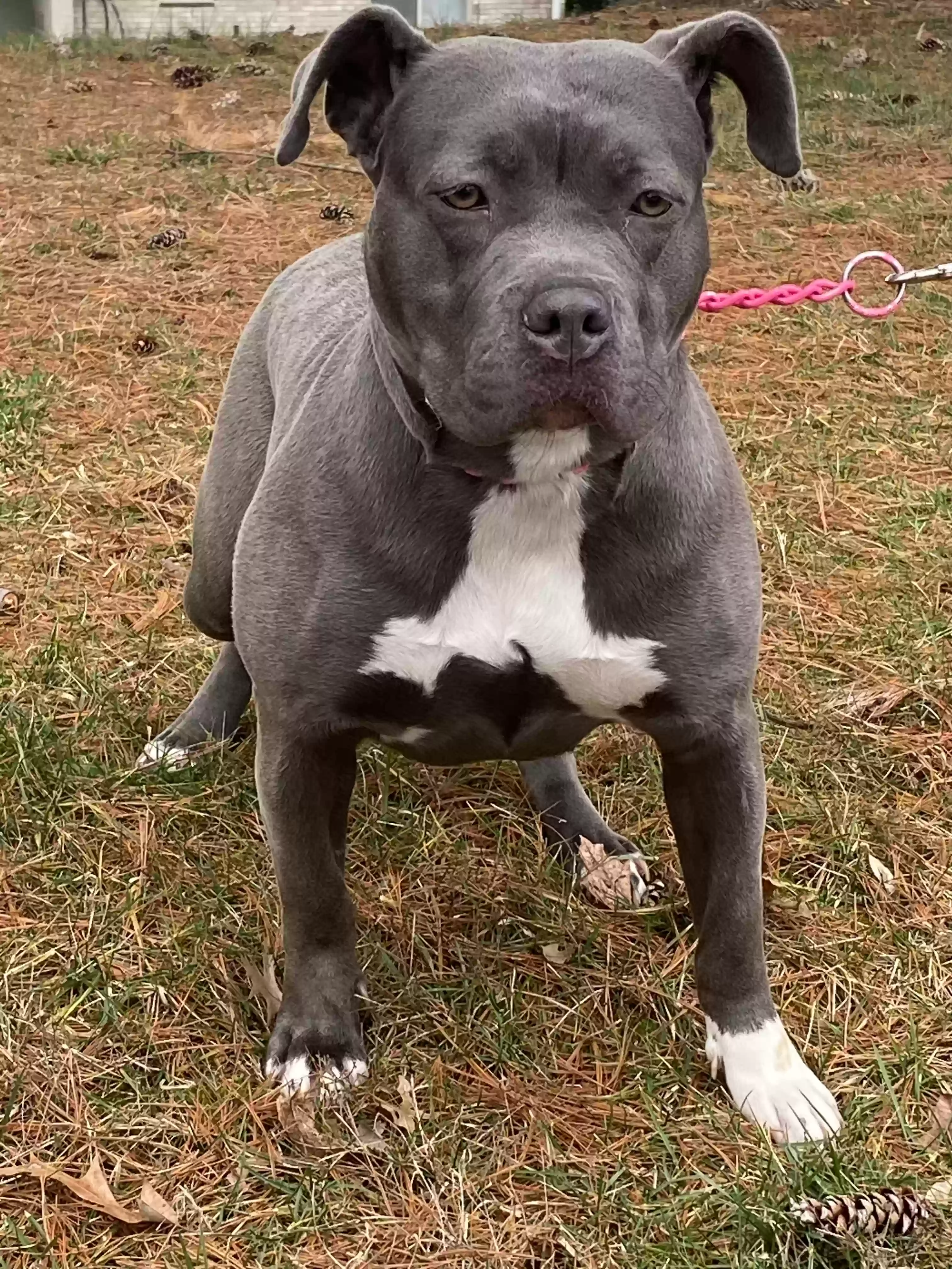 adoptable Dog in Fort Washington,MD named Vee