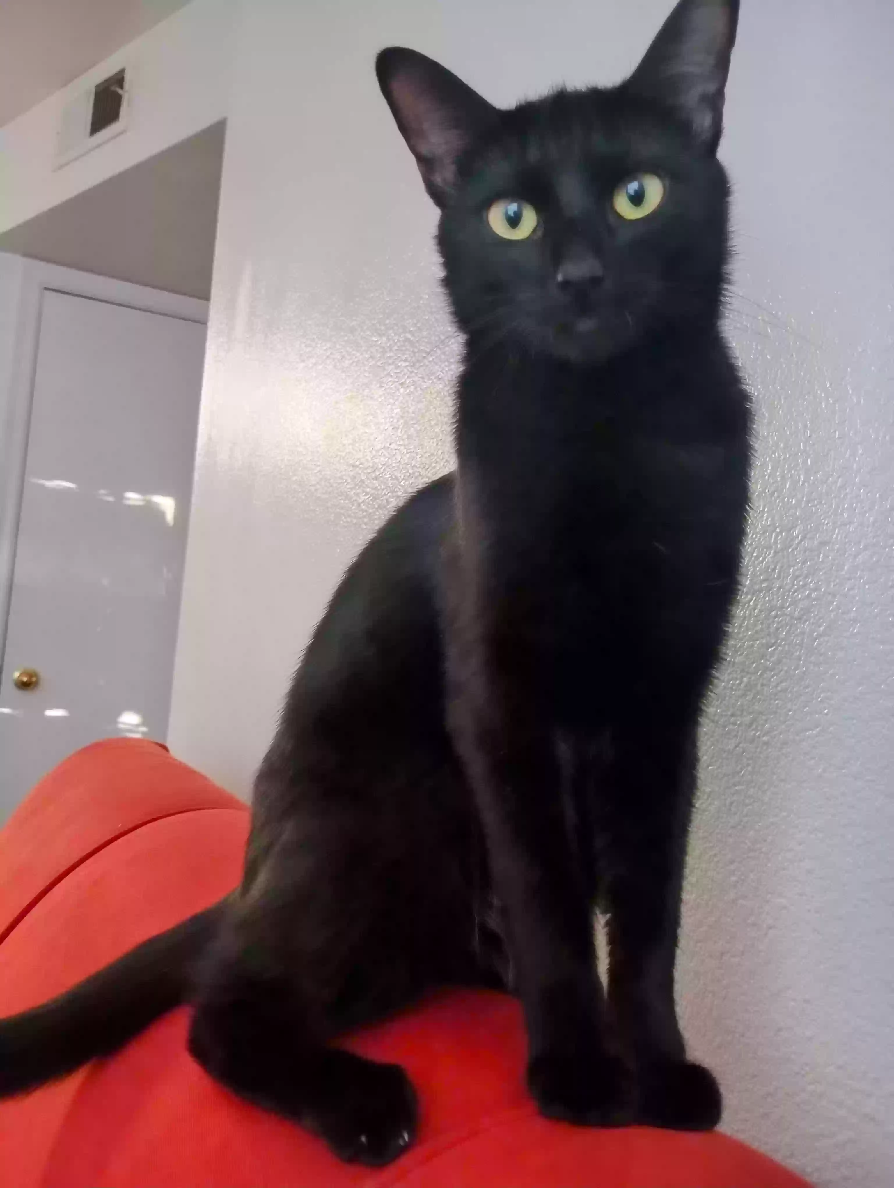 adoptable Cat in Cottonwood,AZ named Wednesday