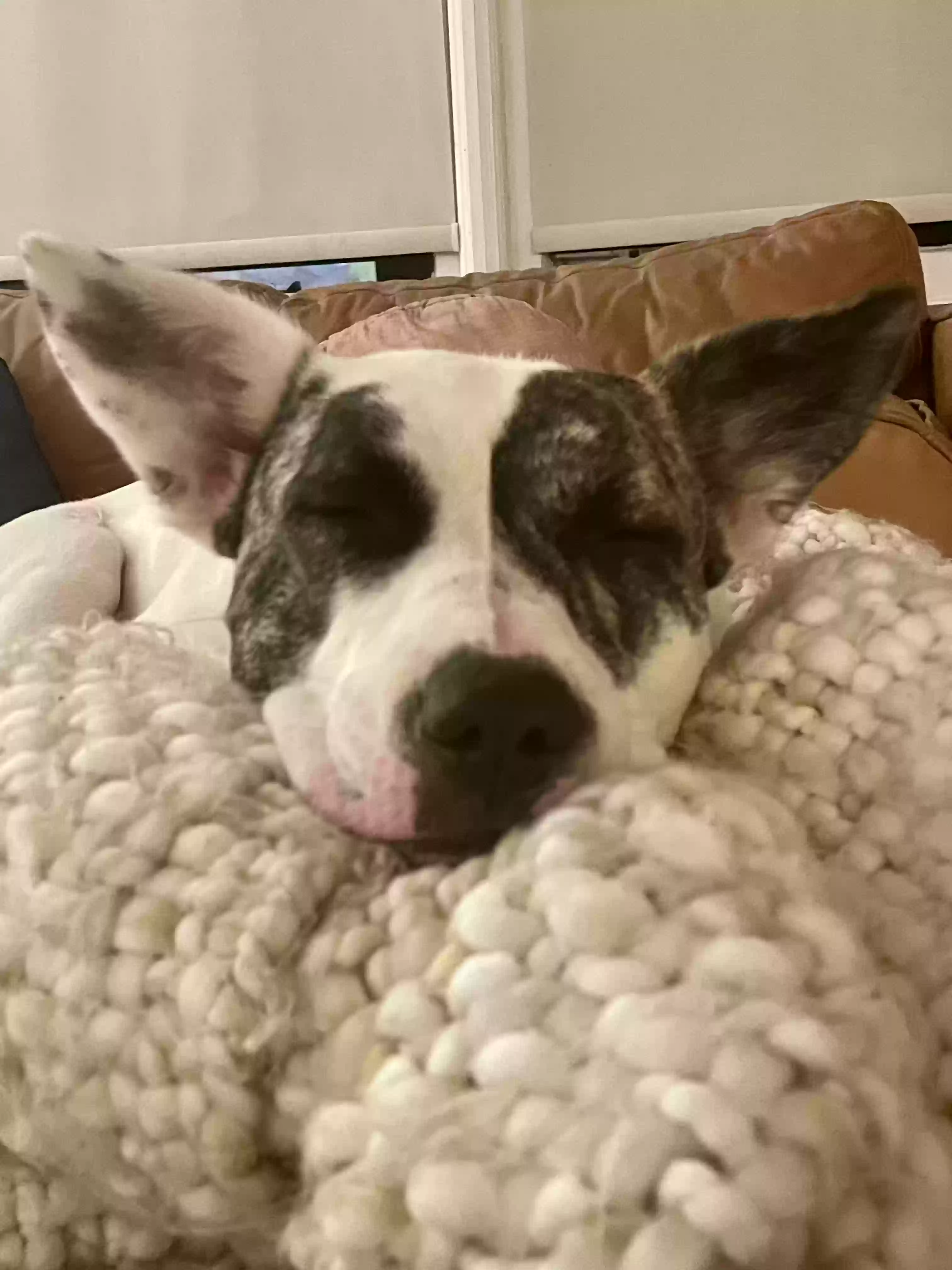 adoptable Dog in Atlanta,GA named 