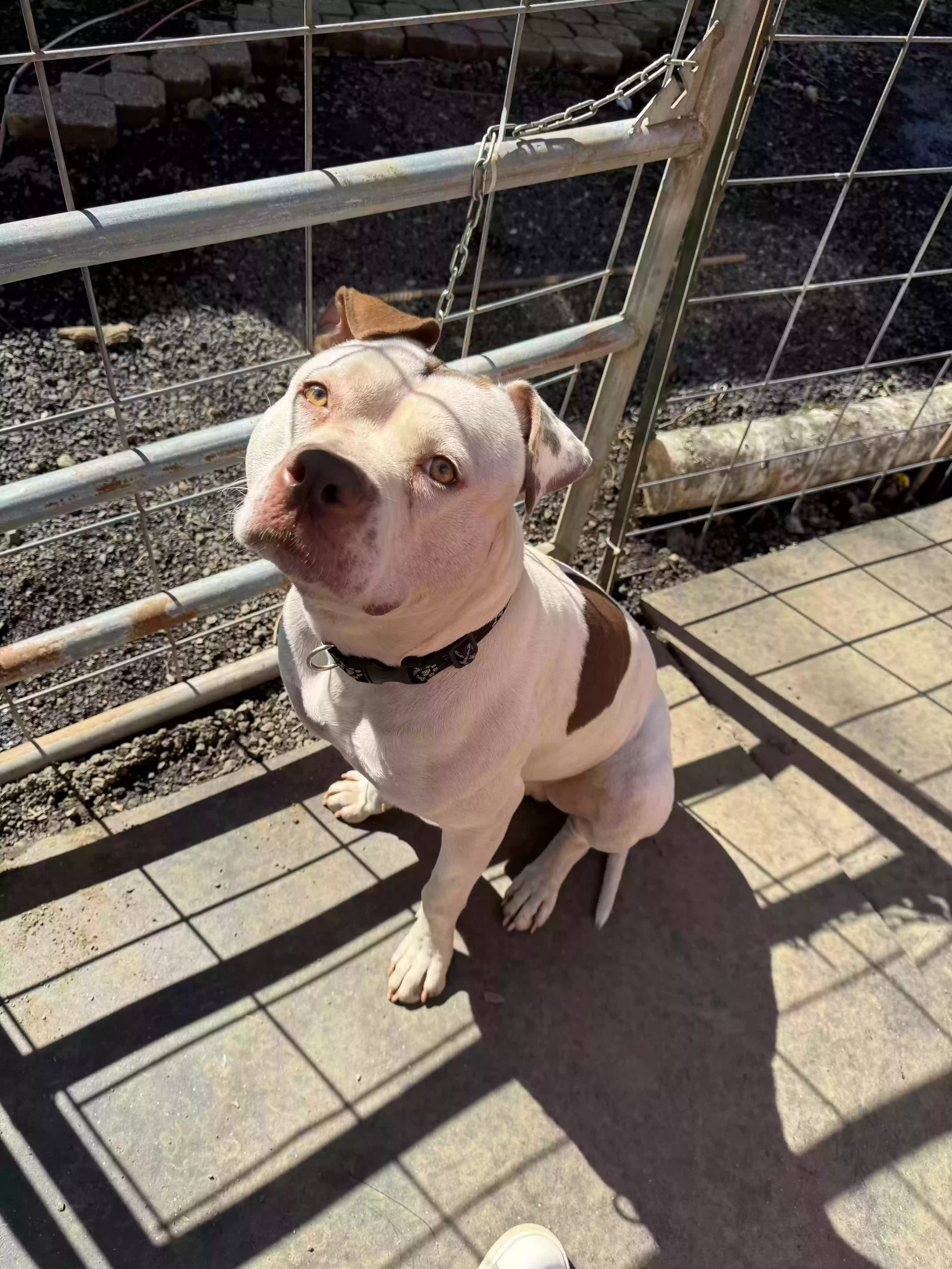 adoptable Dog in Snohomish,WA named Cudi