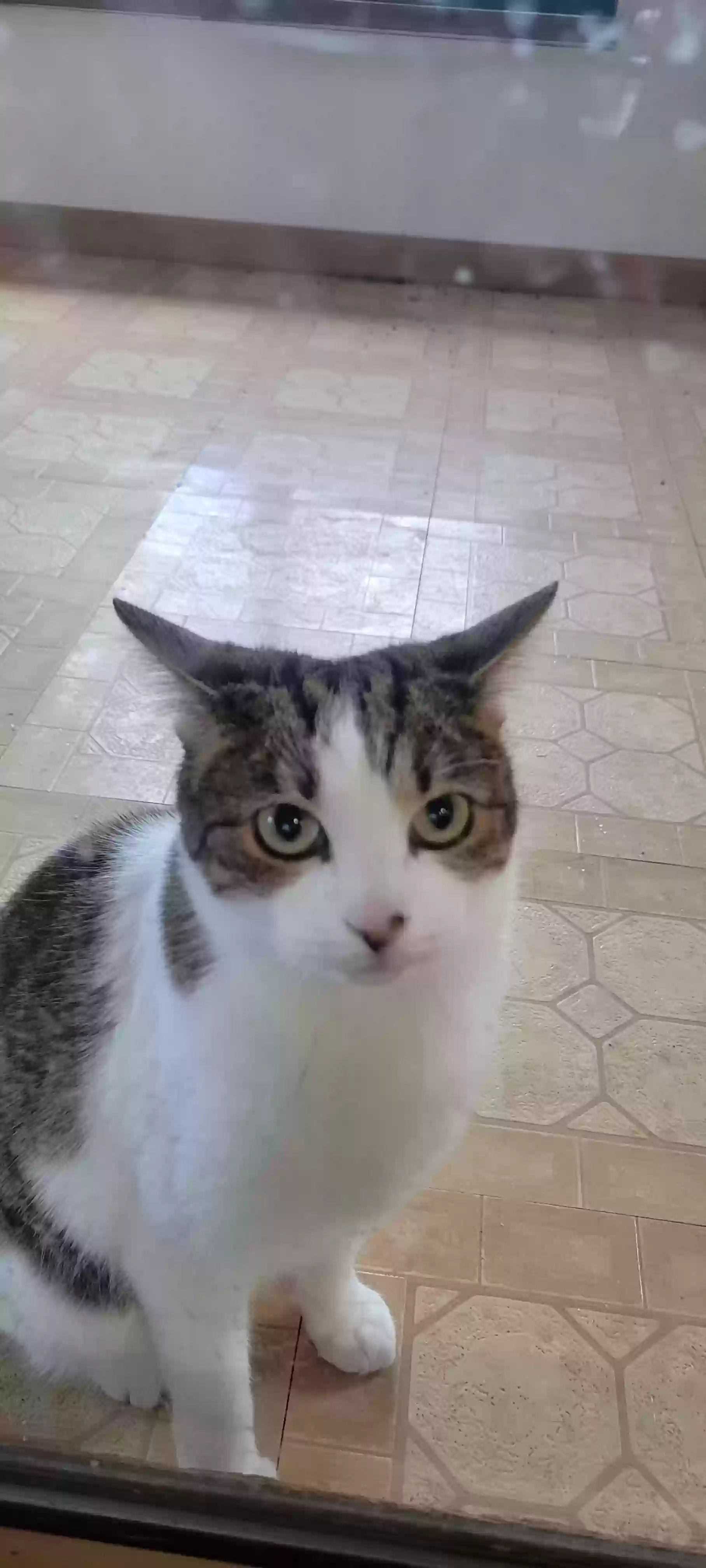 adoptable Cat in Prescott,AZ named Arya