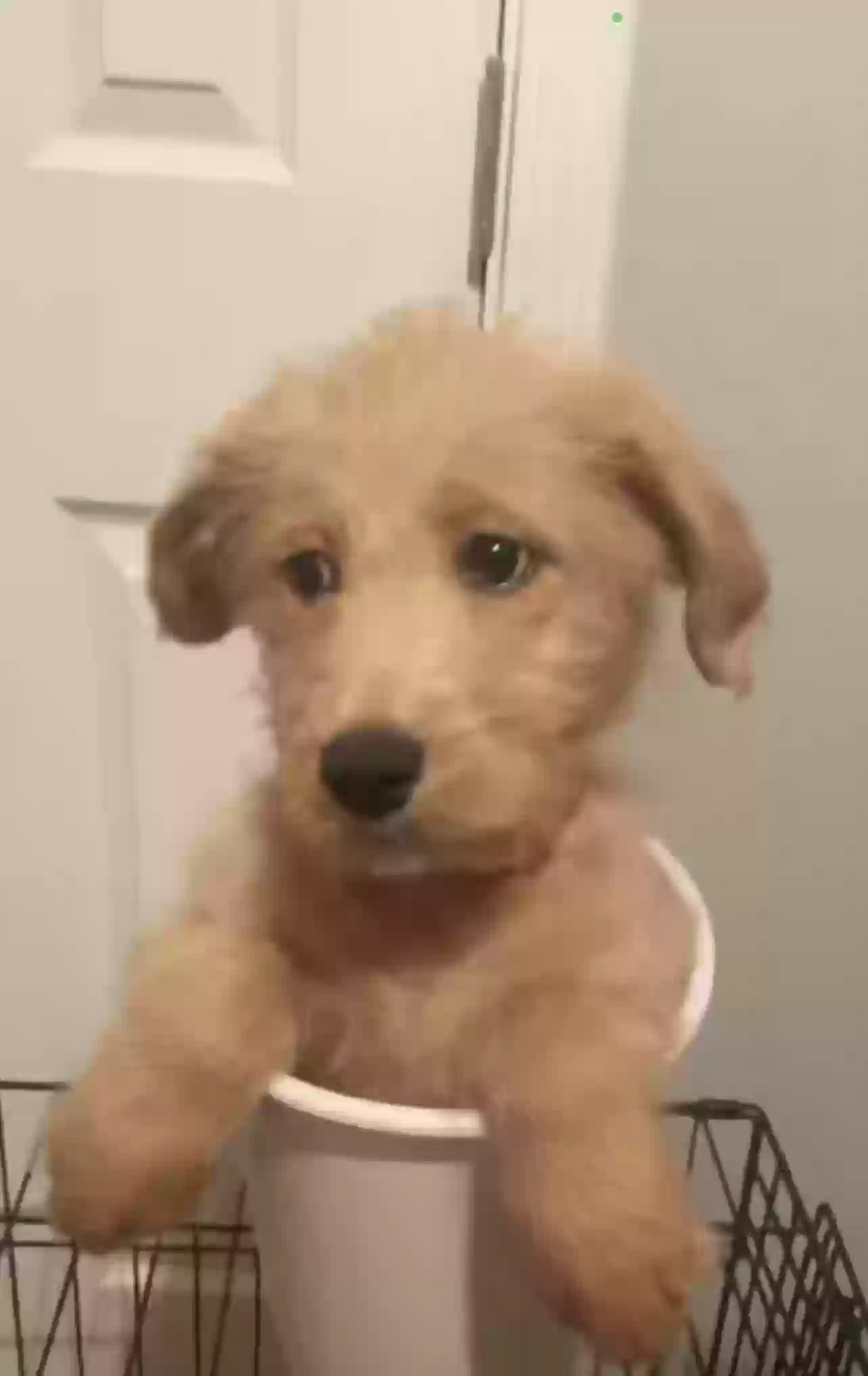 adoptable Dog in Clinton,LA named Missy