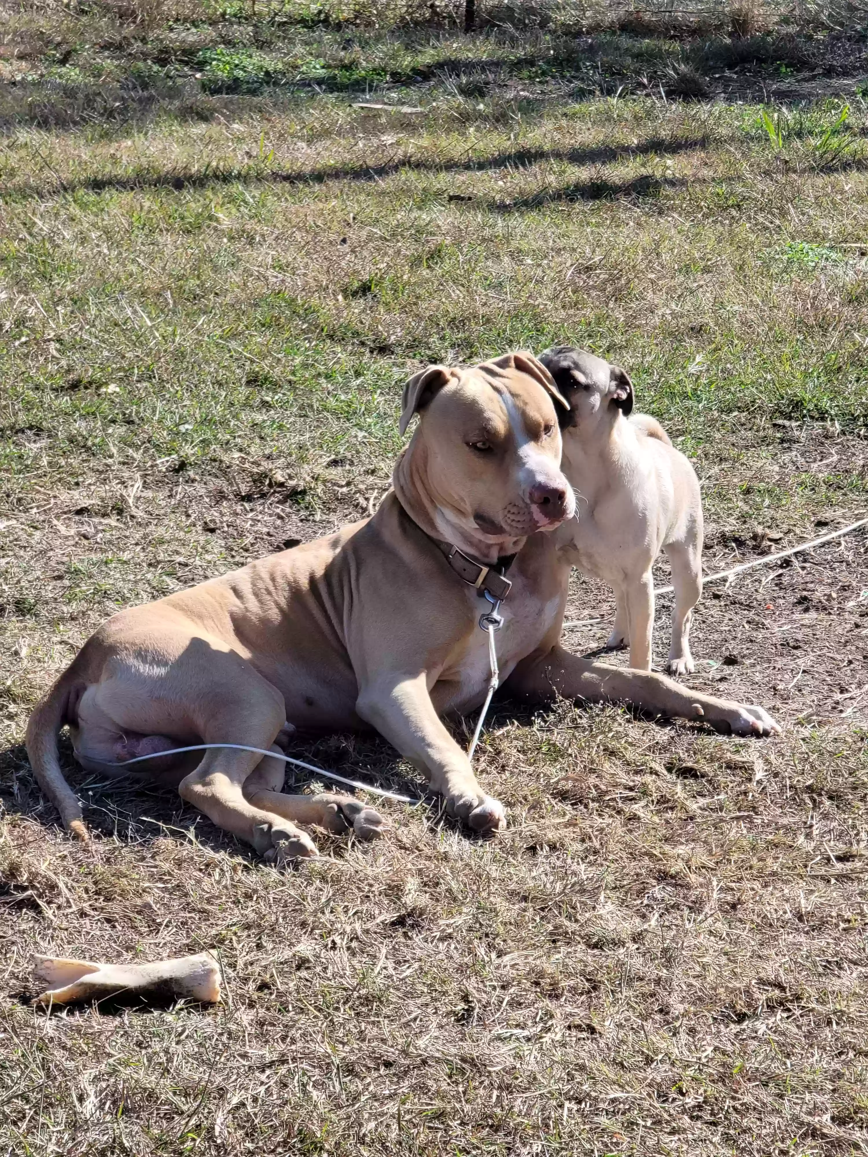 adoptable Dog in Hillsboro,TX named 