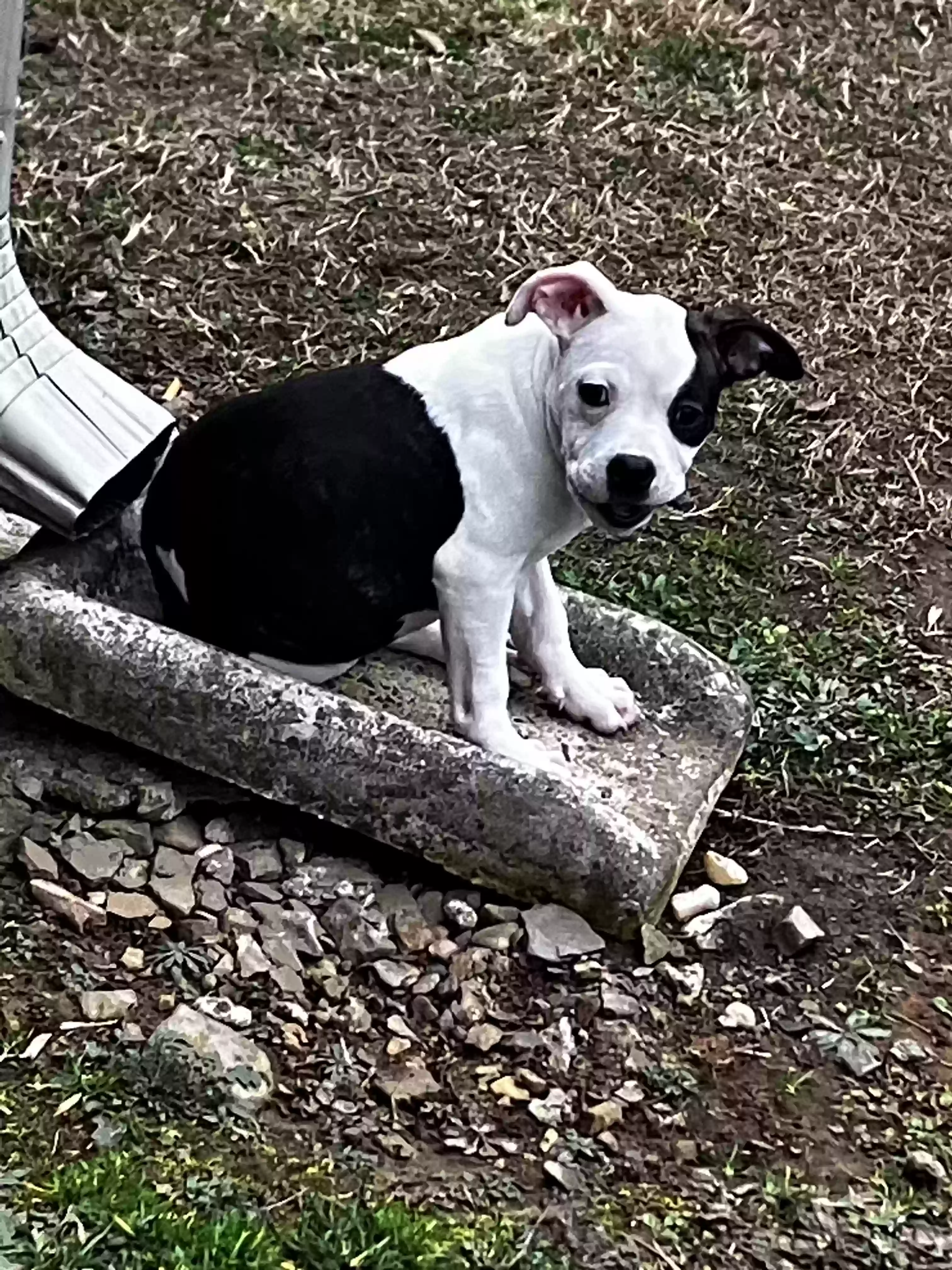 adoptable Dog in Ozark,AR named Sage
