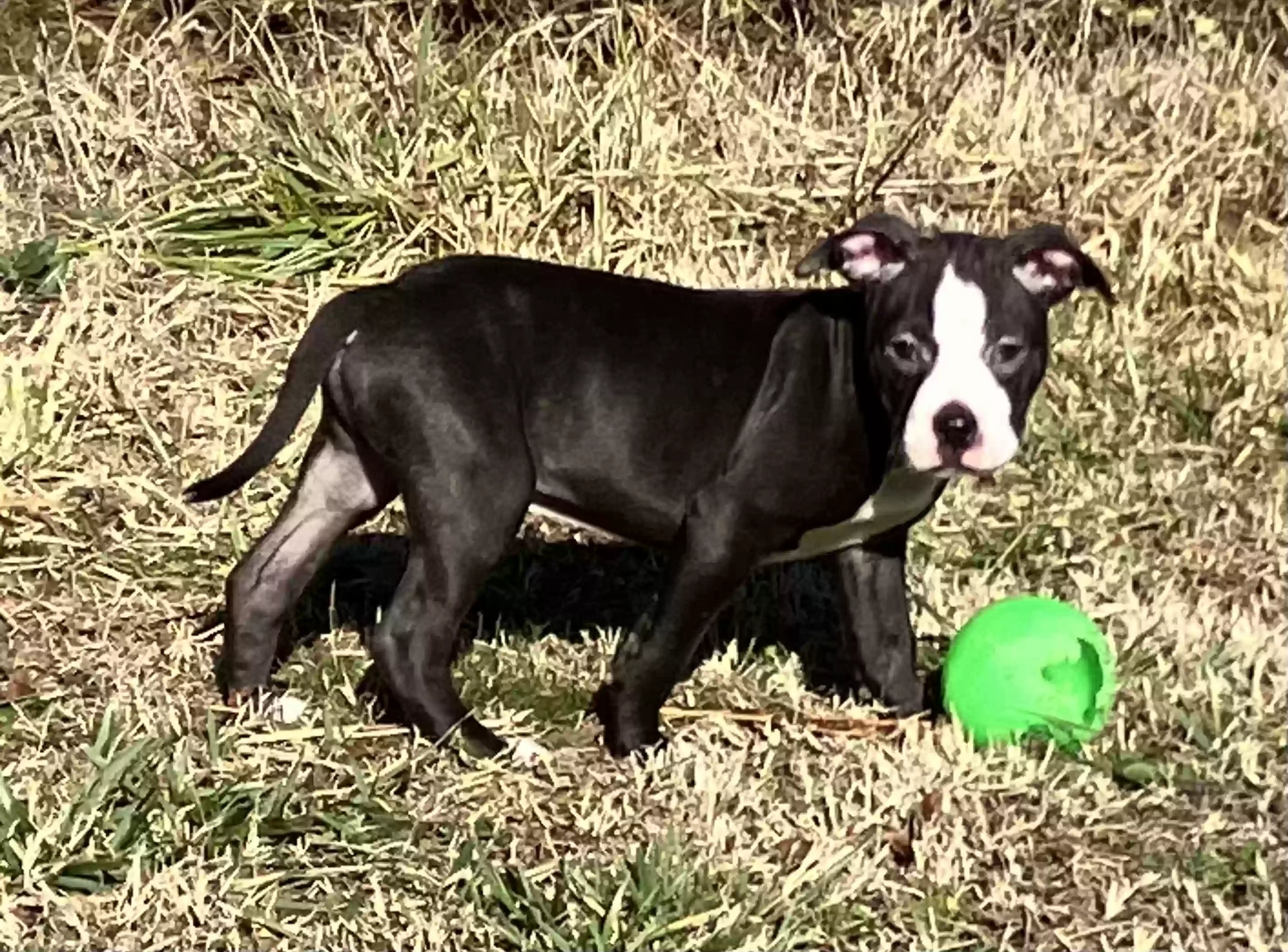 adoptable Dog in Ozark,AR named Tubs