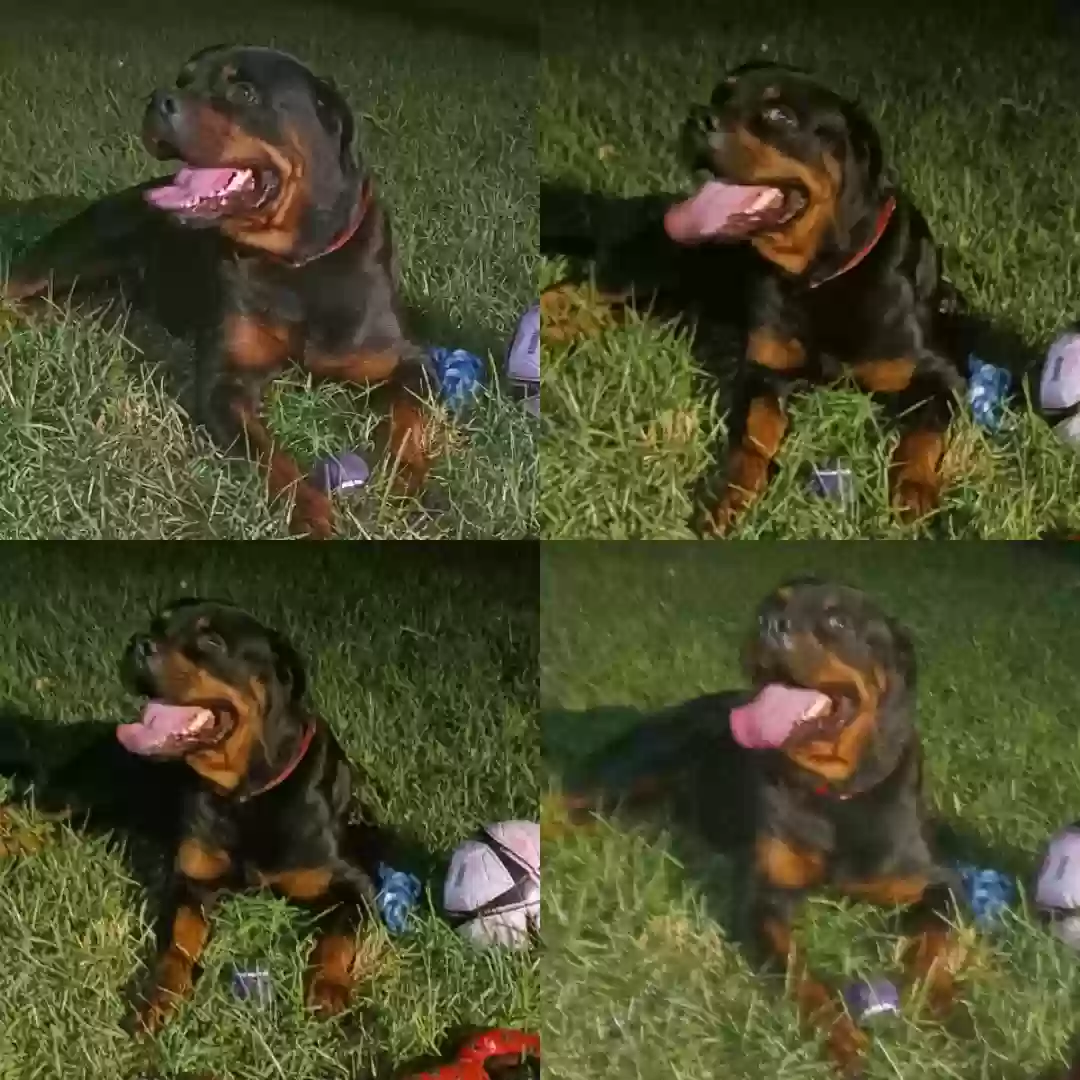 adoptable Dog in Lake Worth,FL named Maxx