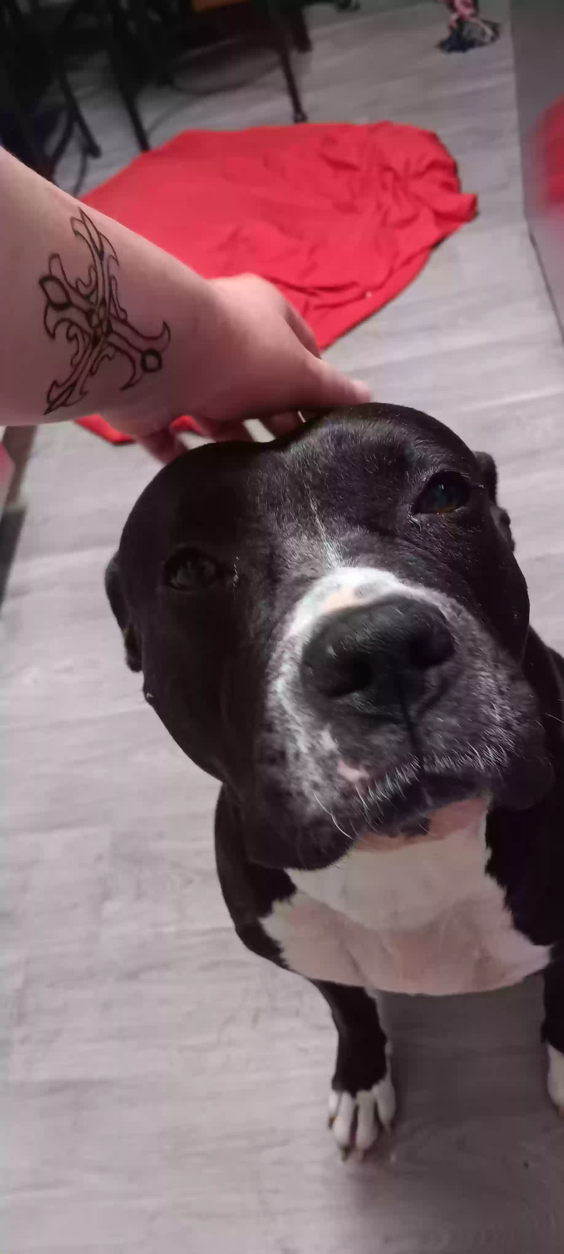 adoptable Dog in Tucson,AZ named Moxie