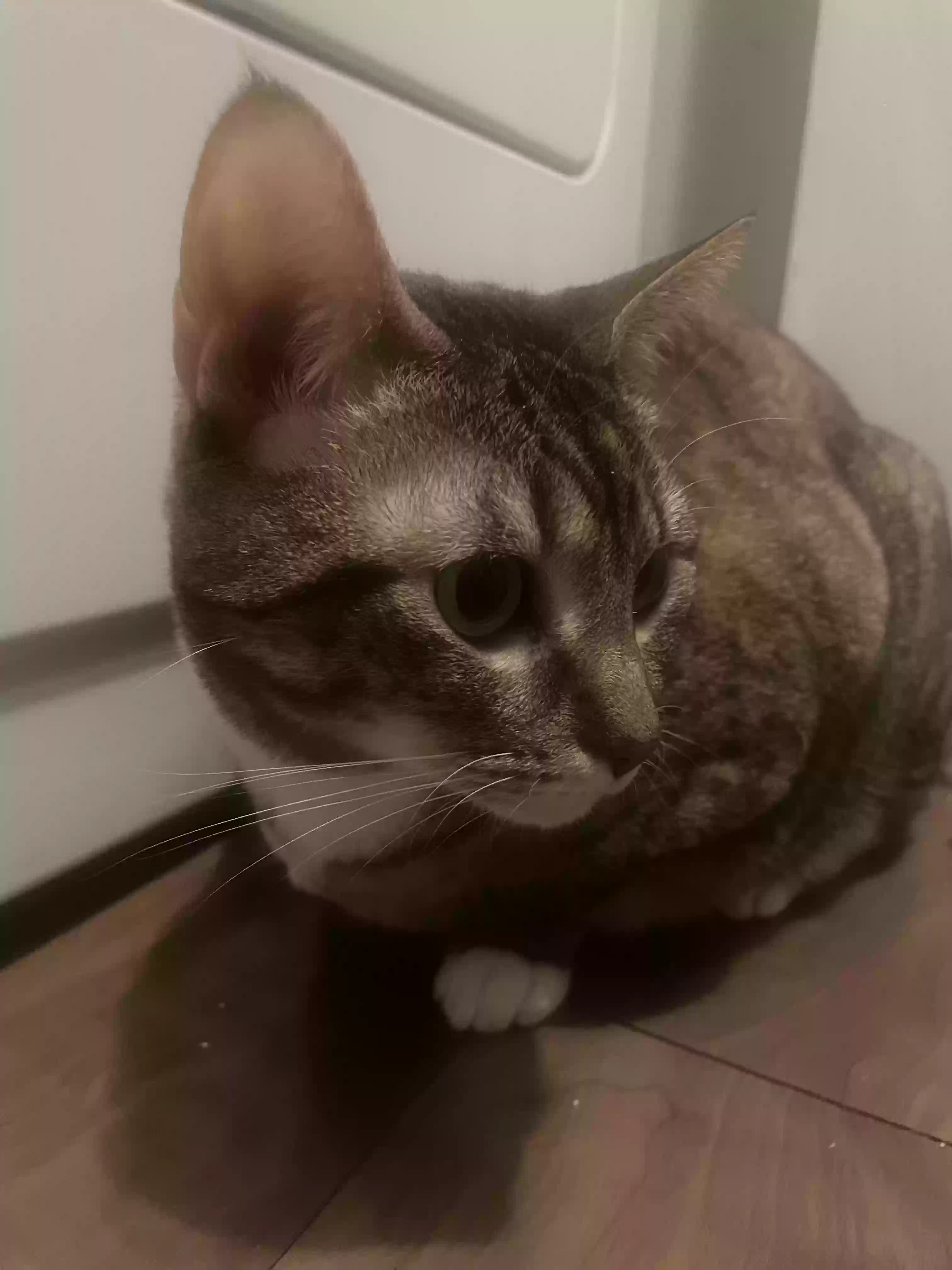 adoptable Cat in Atlanta,GA named Nefertiti Maxie