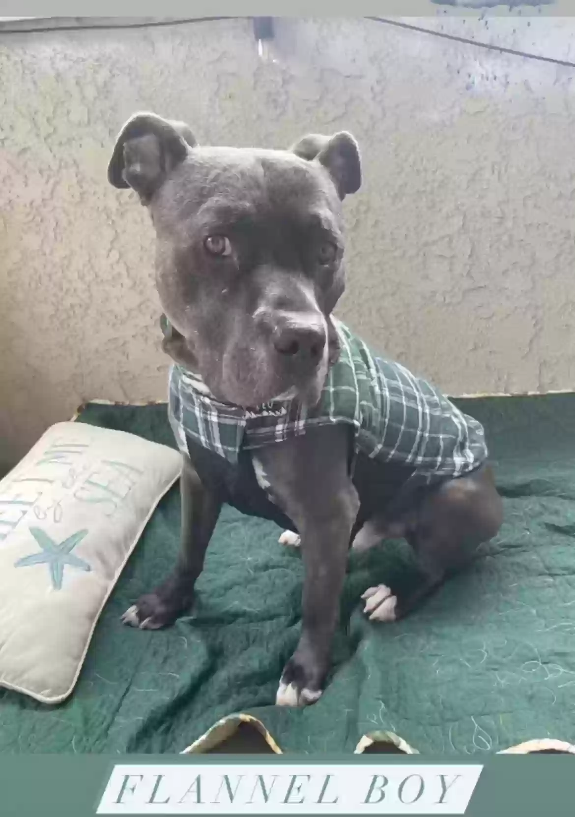 adoptable Dog in Whittier,CA named Leo