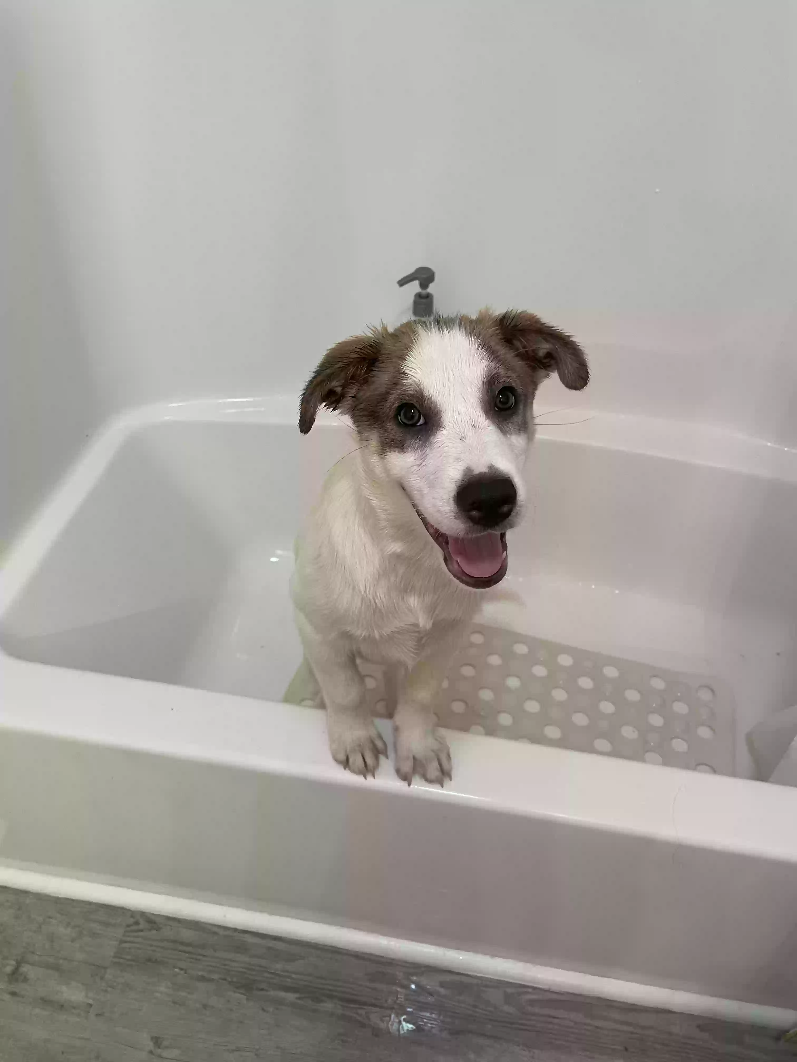 adoptable Dog in Dickson,TN named Bear