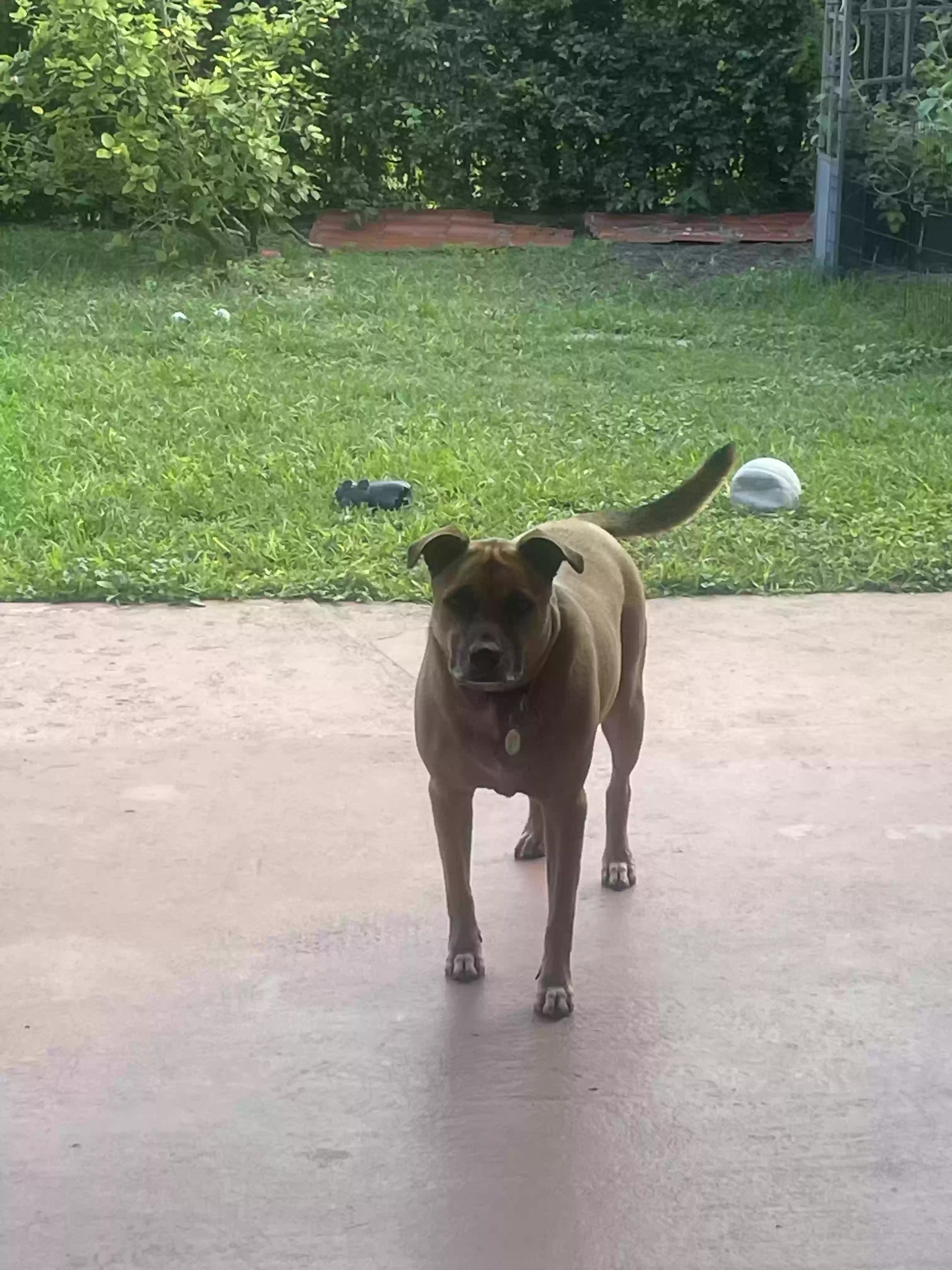 adoptable Dog in Miami,FL named Rockie