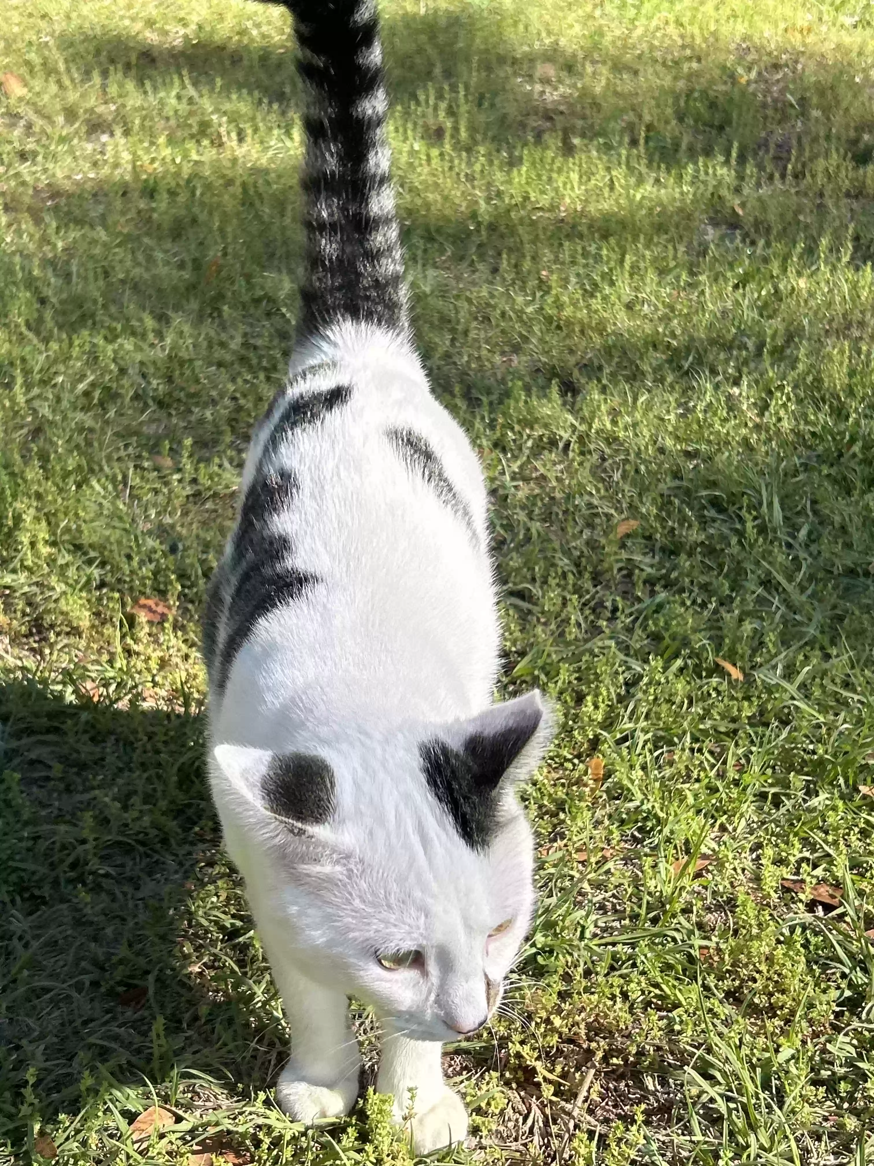 adoptable Cat in Altha,FL named Maxine