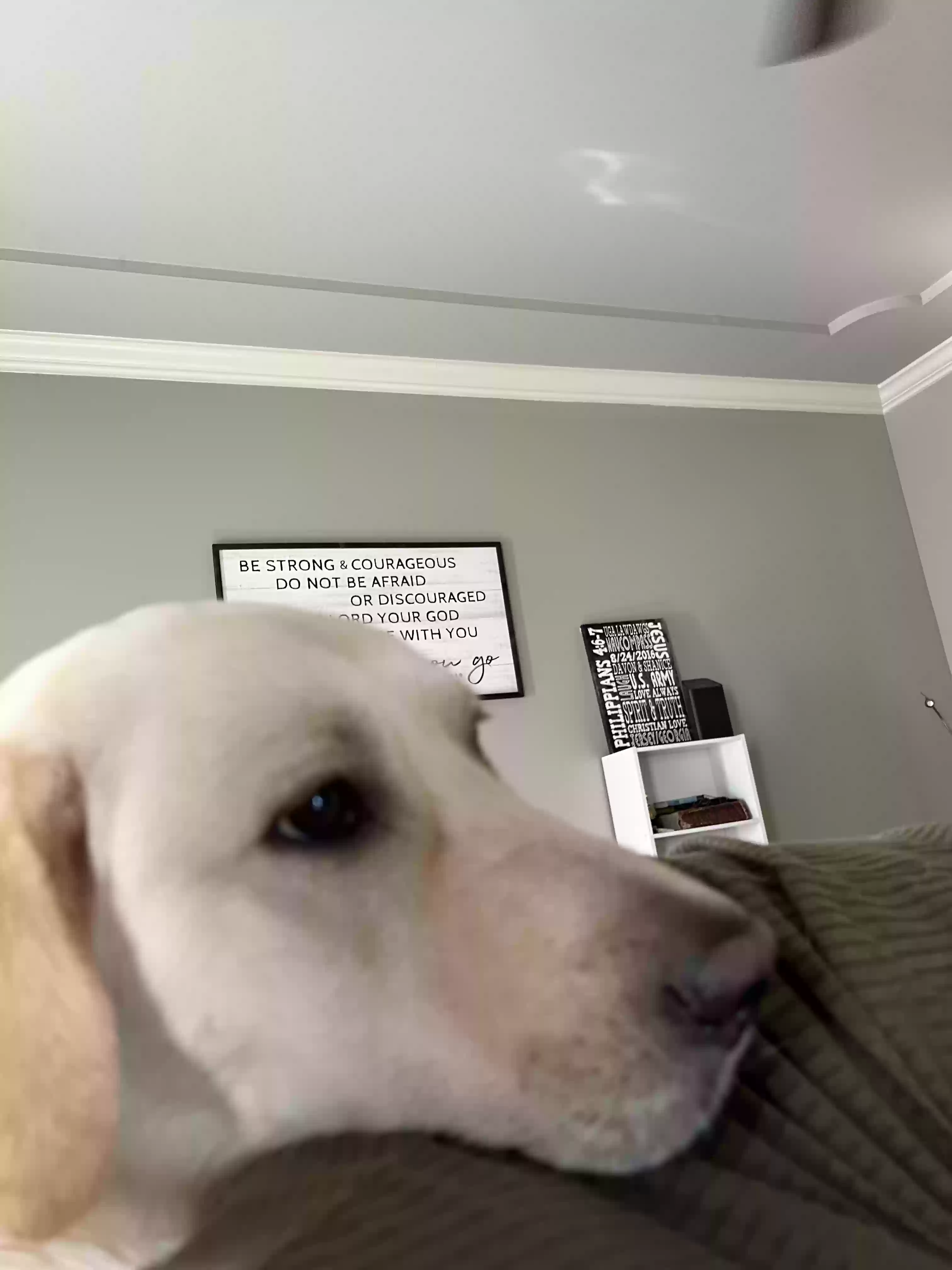 adoptable Dog in Denham Springs,LA named Roxie
